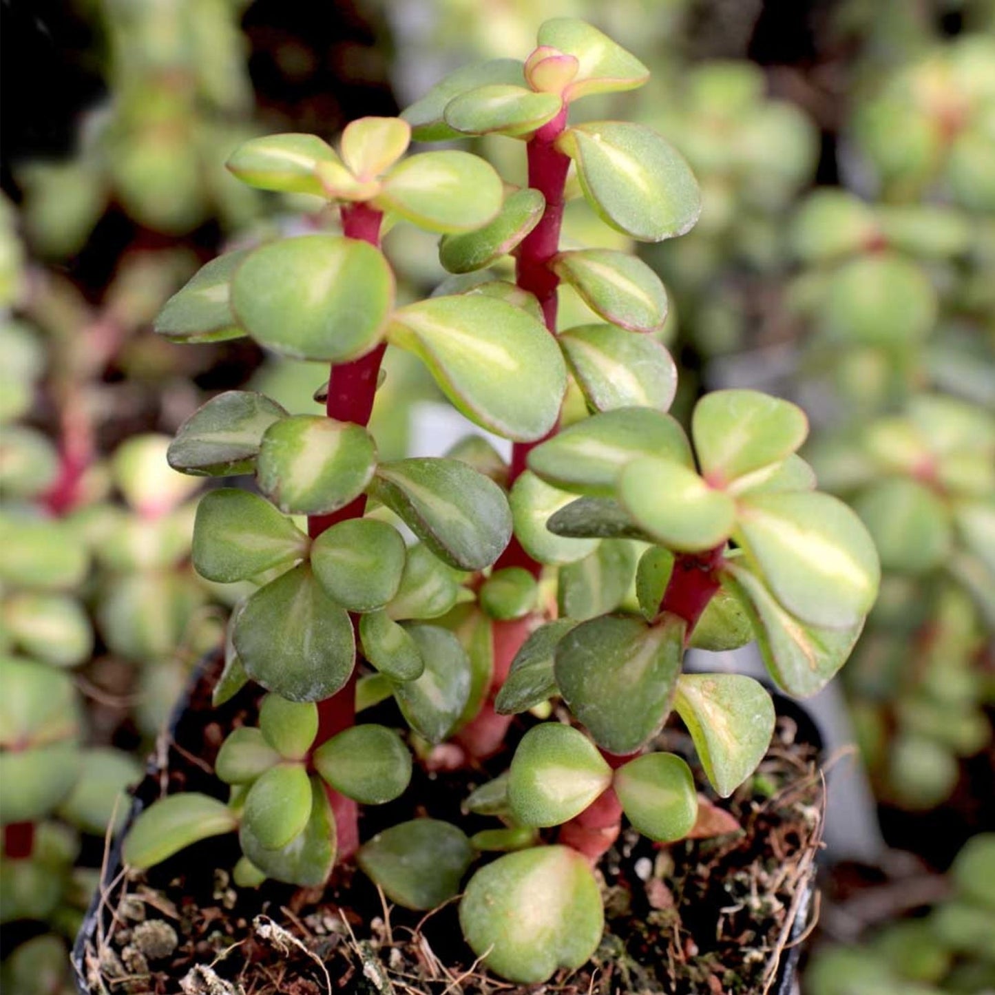 Lot of 6 Portulacaria afra Cuttings | Spekboom Succulent with Red Stems | 6" Length Plantings