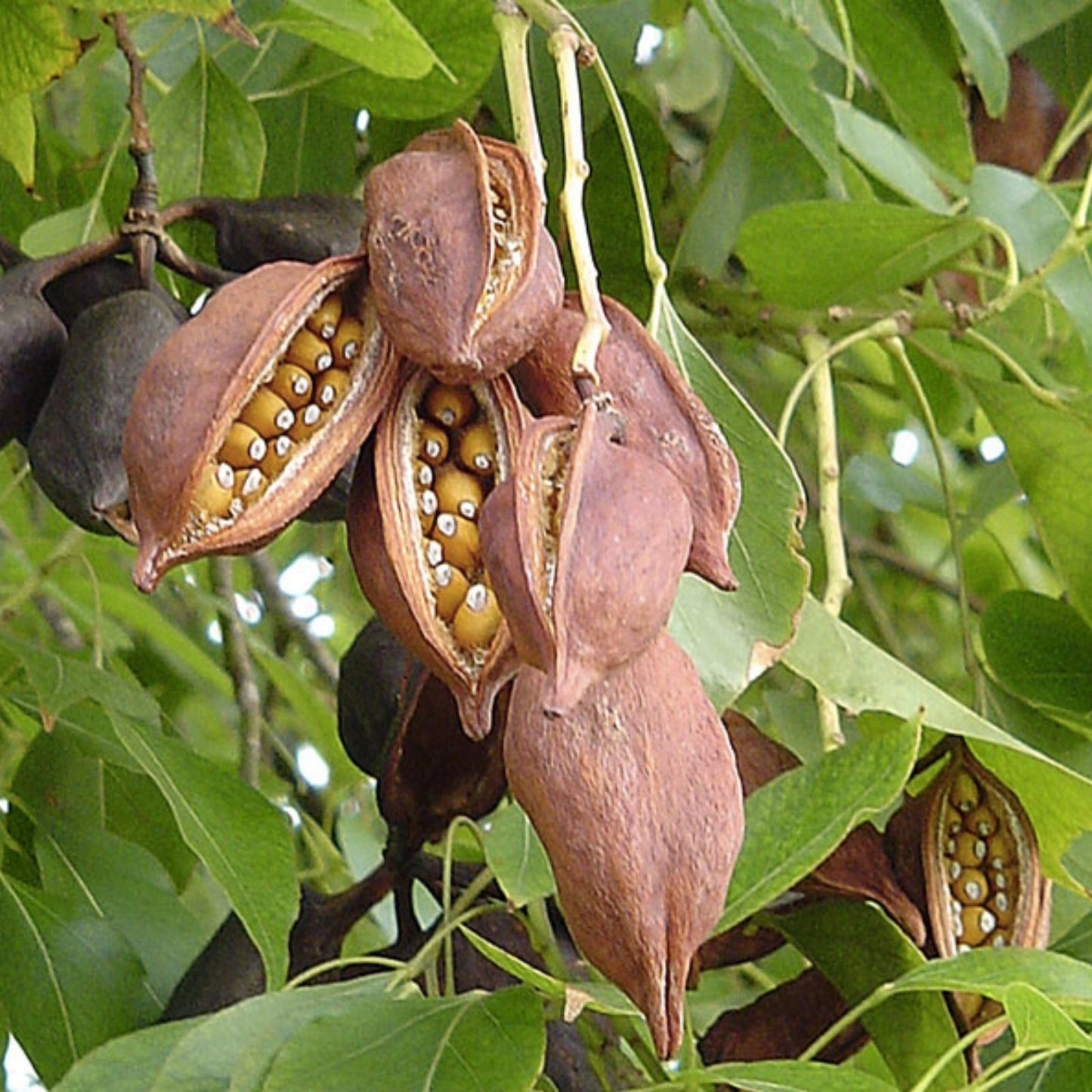 Australian Bottle Tree Seed Pods 4 Pack, Brachychiton populneus Seeds for Planting, Drought Tolerant, Ornamental Tree Seeds