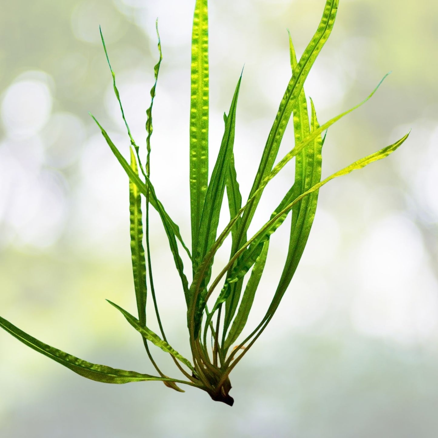 Cryptocoryne Balansae Large - Easy Live Freshwater Aquarium Plant - Aquatic Greenery for Aquariums - Cryptocoryne Balansae