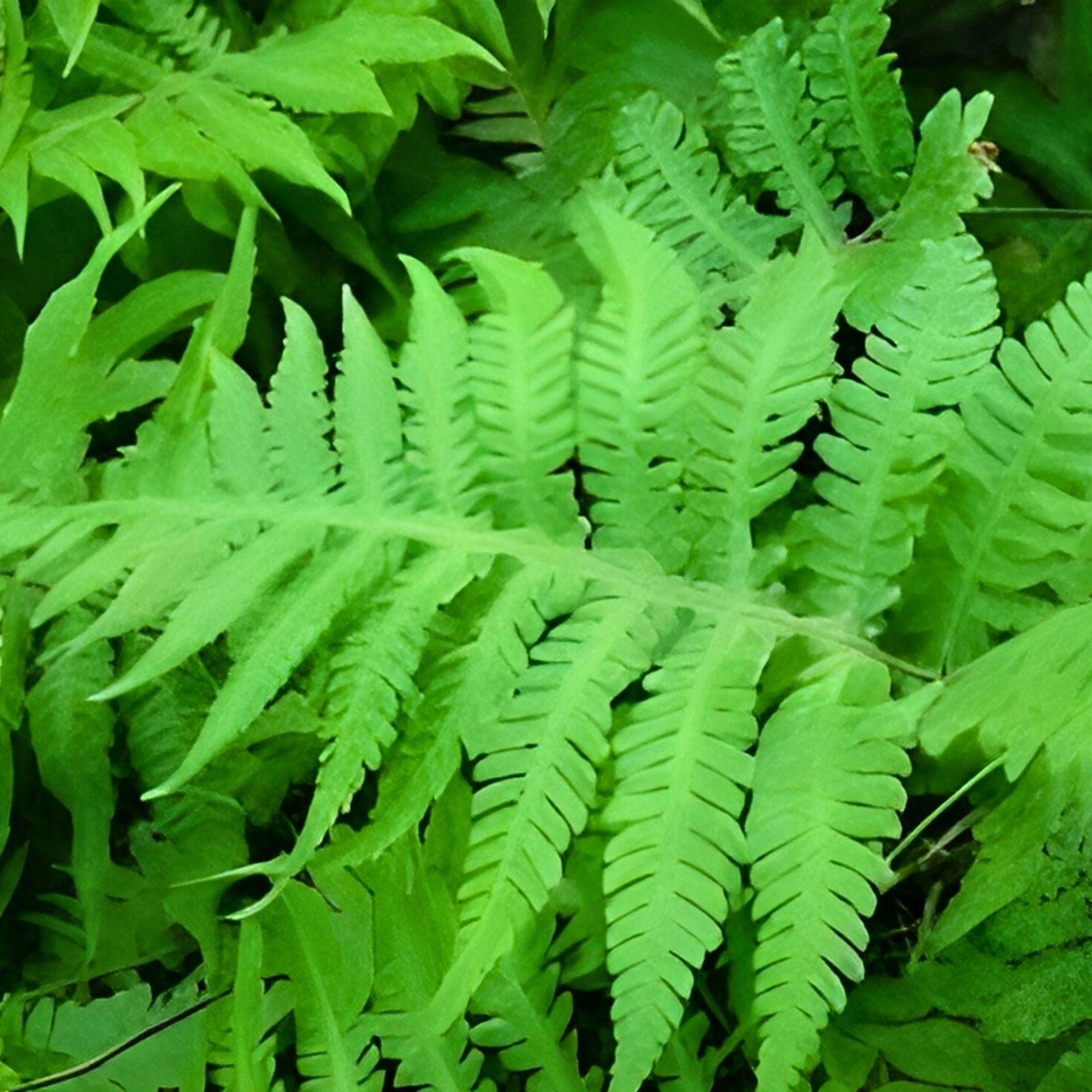 Long Beech Fern 5-Pack Live Plants | Rare Native Phegopteris connectilis | Southern Alabama Folklore Fern