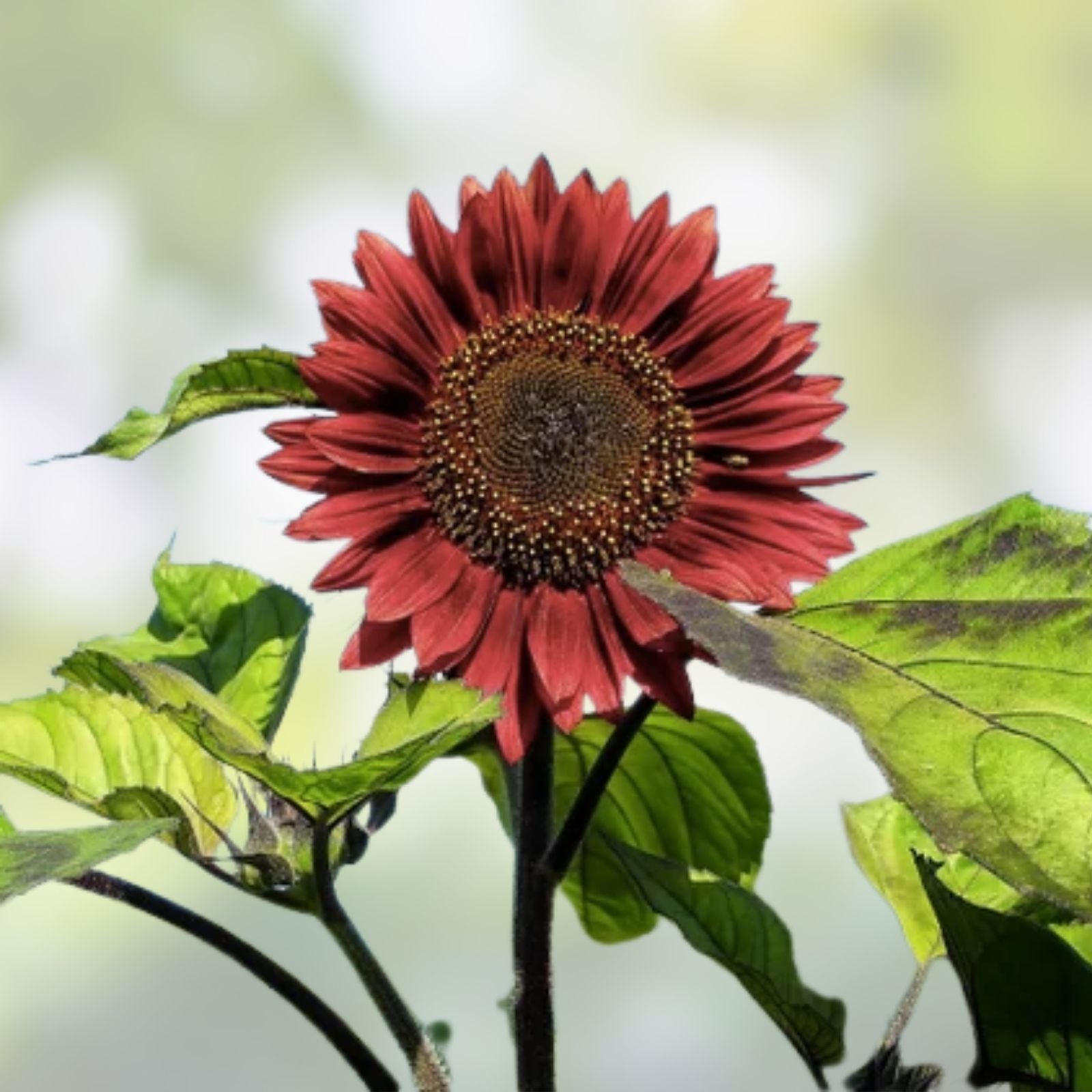 Red Sunflower Seeds for Planting, 20 Count, Helianthus annuus, Non-GMO Garden Flowers with Bright Red Blooms