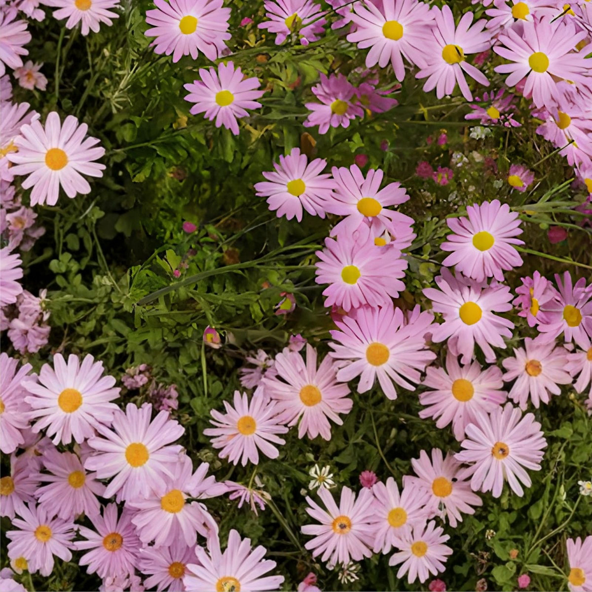 Vanilla Haze Mum Seeds 200+ Chrysanthemum Flower Seeds Annual Blooming Garden Planting Variety