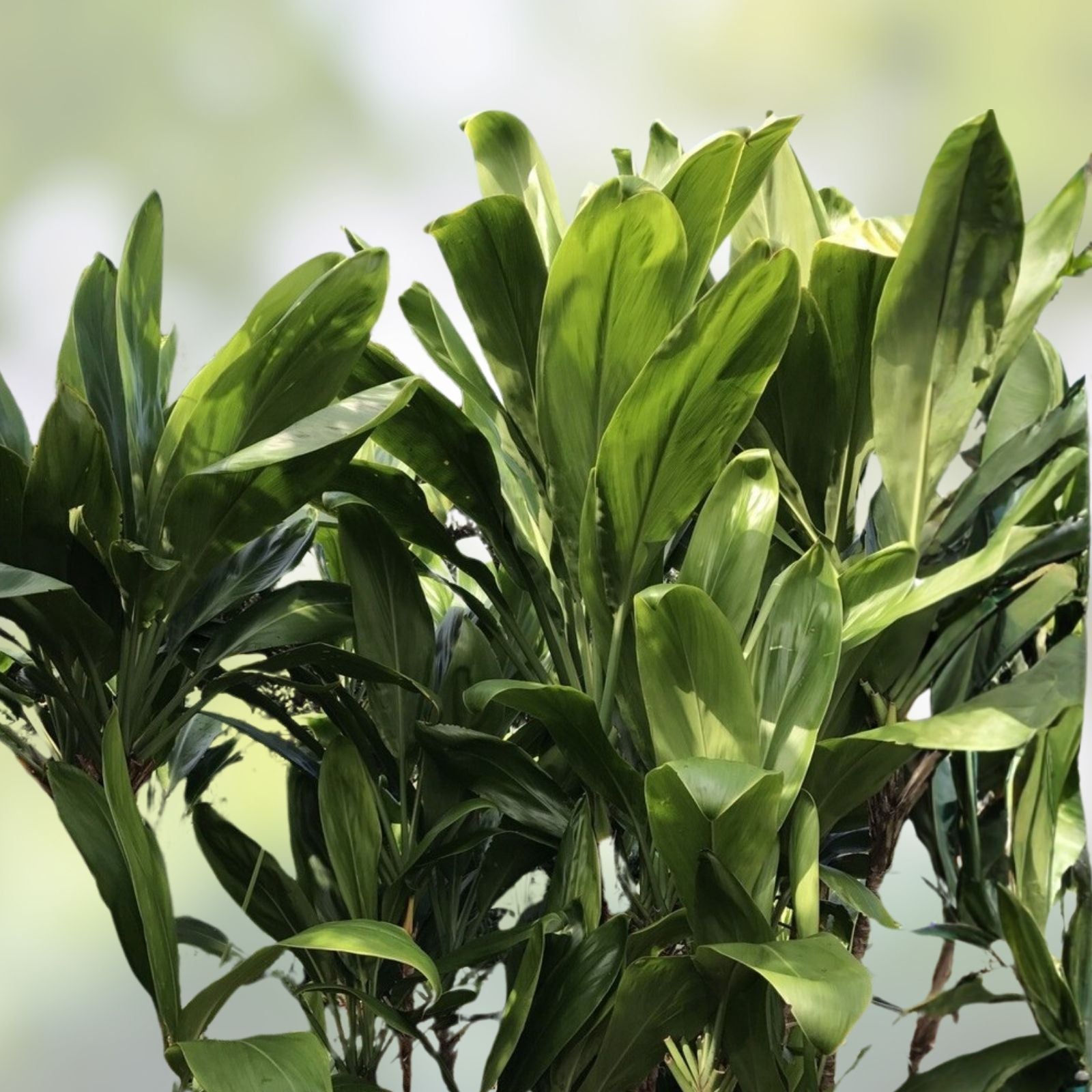 Hawaiian Green Ti Leaf Fresh Cuttings 6-Inch Starter Logs, Cordyline fruticosa, Pack of 50
