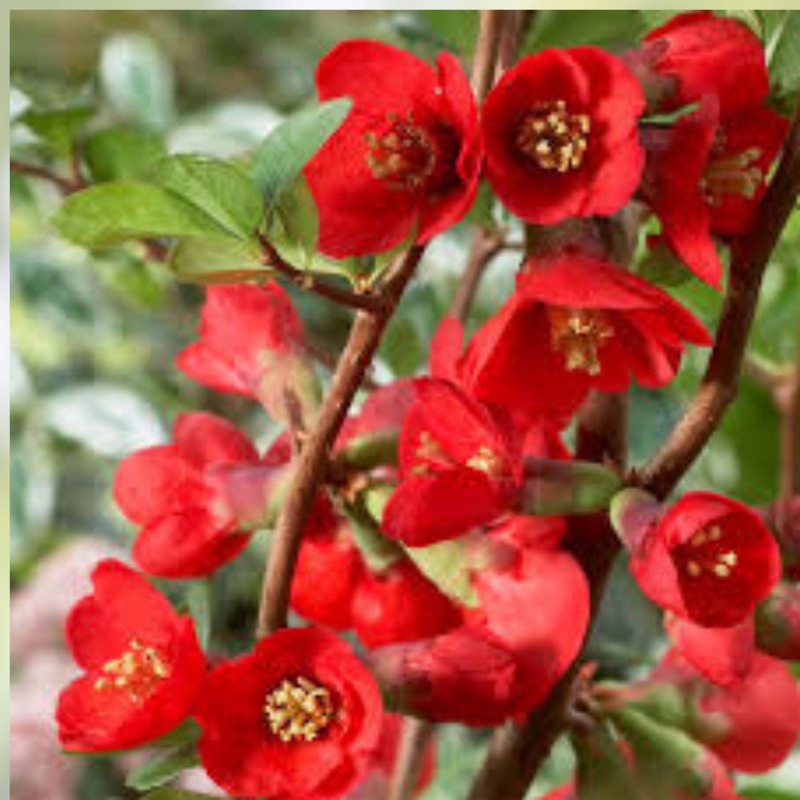 Texas Scarlet Japanese Flowering Quince Live Starter Plant - Bare Root Chaenomeles 'Texas Scarlet' for Zones 5-9