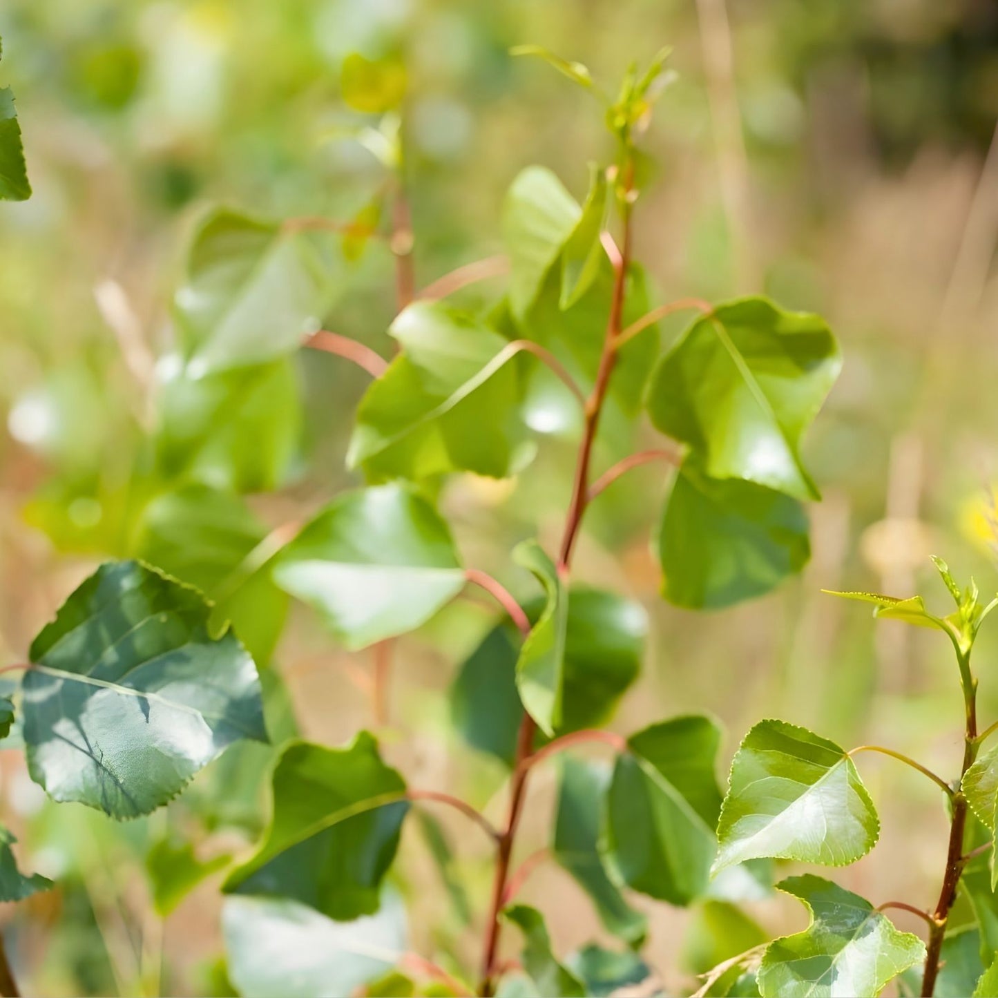 Hybrid Poplar Live Tree Cuttings - Qty 12 Cottonless Cottonwood - Populus deltoides - Fast-Growing Shade Tree