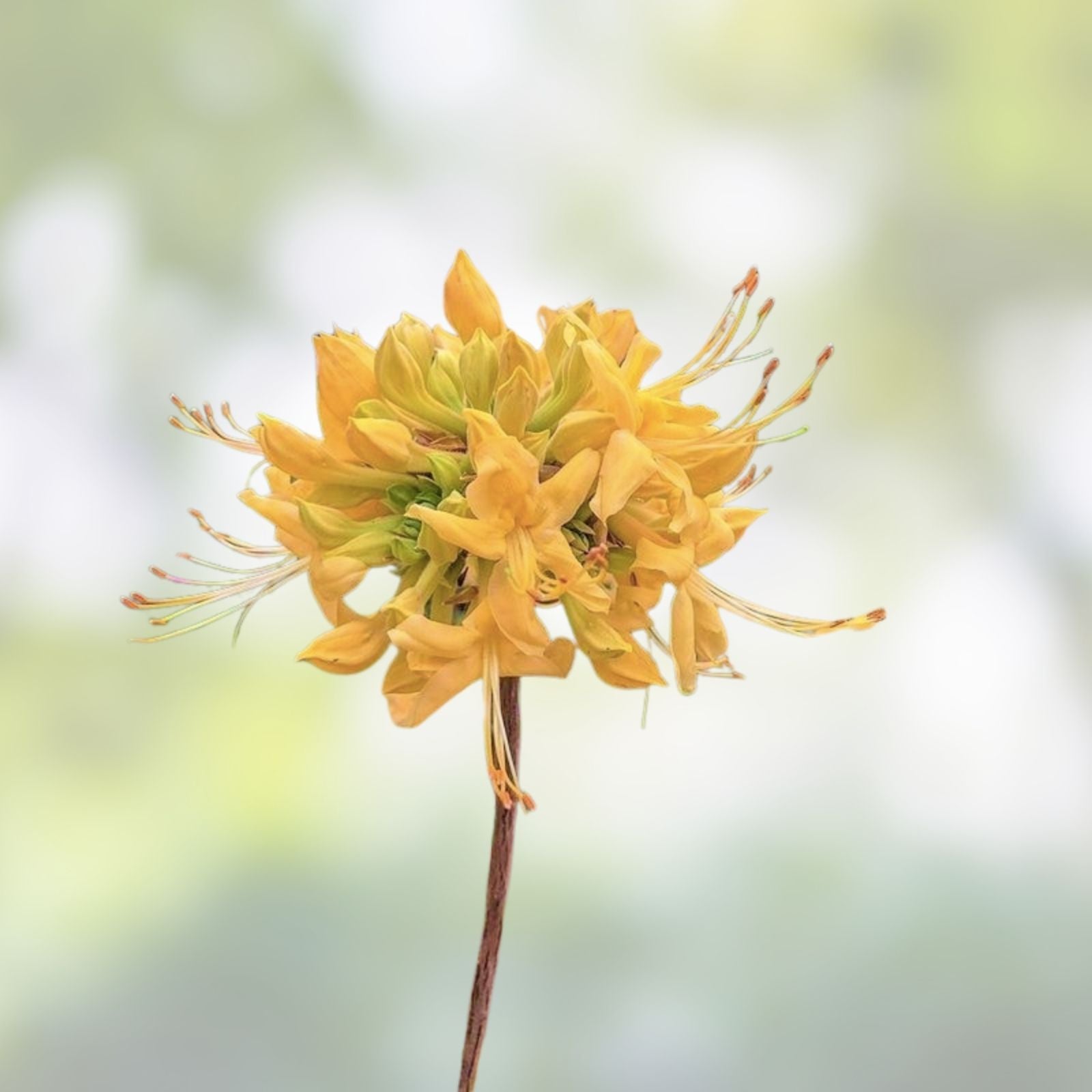 Aromi Azalea Starter Plant - Appalachian Gold Rhododendron, Deciduous, Small Size, Vibrant Yellow Blooms