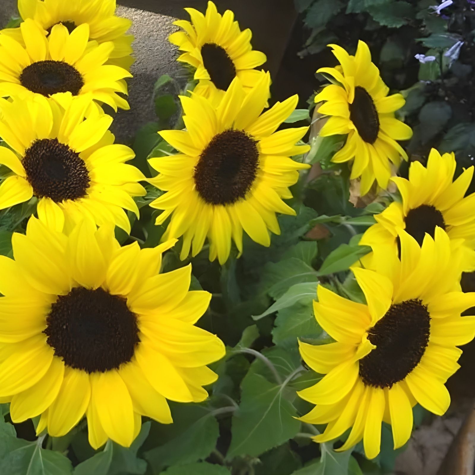 Bulk Sunflower Seeds for Planting, Heirloom Non-GMO, 1000+ Grams, Helianthus annuus, Flower Seeds, Garden, Wildflower Seeds