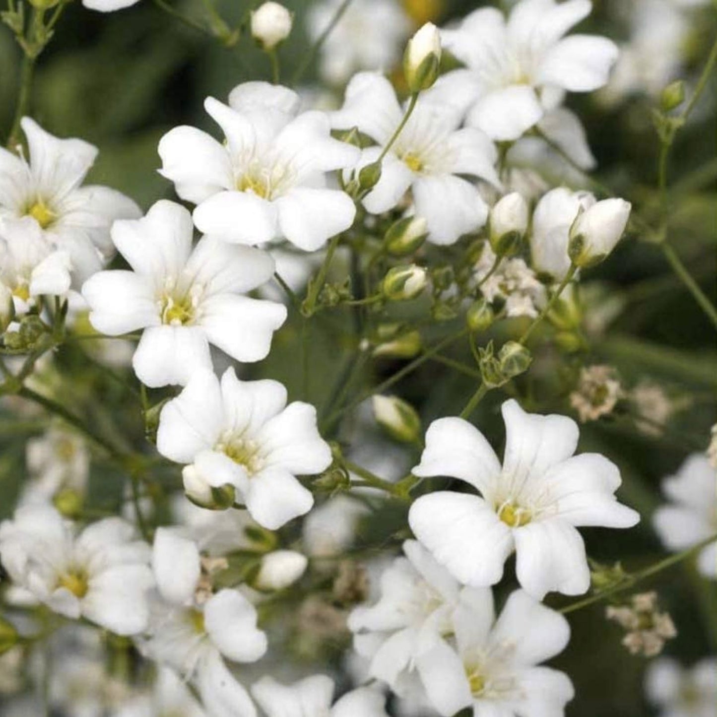Baby's Breath Seeds 5,000 Count - Easy Grow Annual Flowers Gypsophila elegans - Garden, Cut Flower, Ornamental Seed Pack