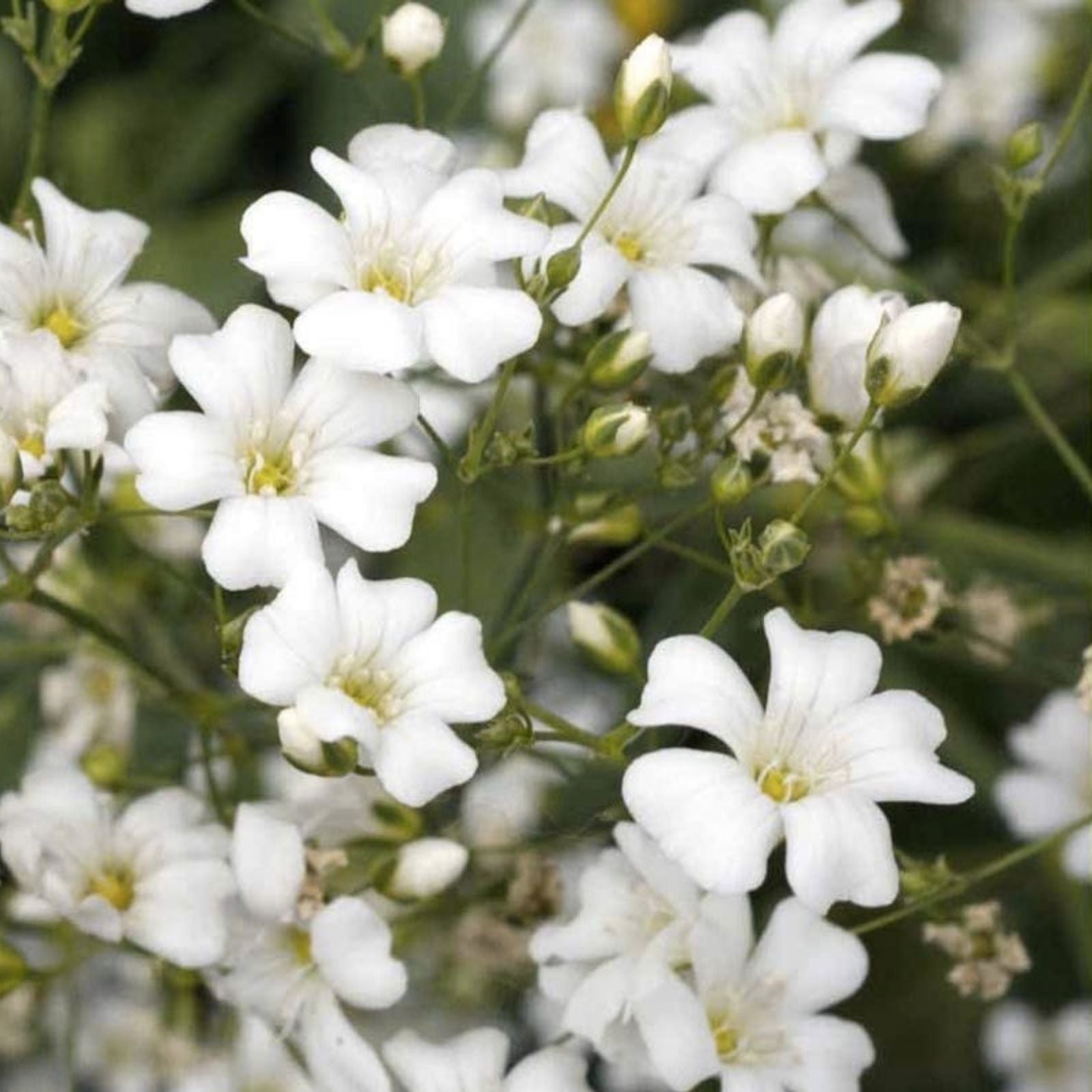 Baby's Breath Seeds 5,000 Count - Easy Grow Annual Flowers Gypsophila elegans - Garden, Cut Flower, Ornamental Seed Pack