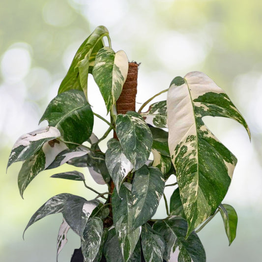 Epipremnum Pinnatum Albo Variegated Plant - Rare Aroid with Unique Foliage - Epipremnum pinnatum 'Albo Variegated'
