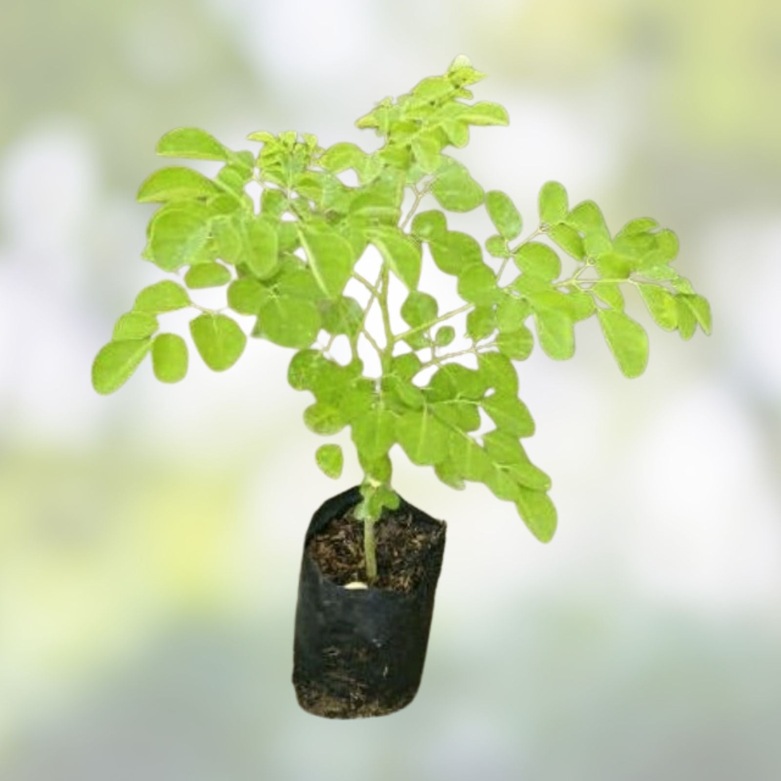 Organic Moringa Cuttings 5 Pack Florida Grown Moringa Oleifera Live Planting Material