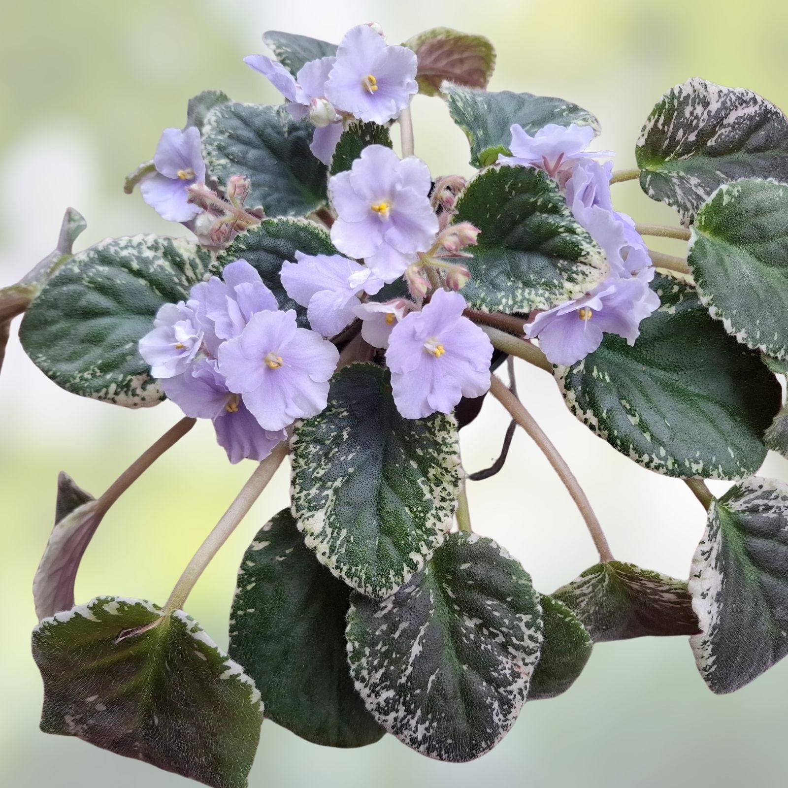 African Violet Leaf Box 10 Varieties - Variegated Saintpaulia spp, Standards & Trailers
