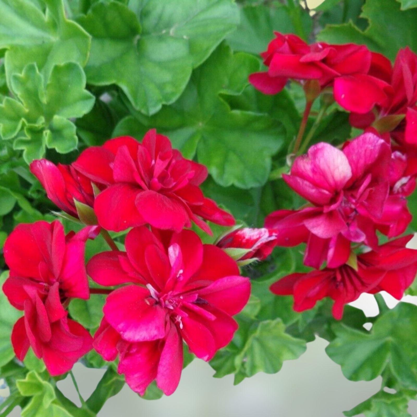Vivid Red Pelargonium Peltatum Ivy Geranium Live Plant Starter Cuttings - 3 x 6 inches