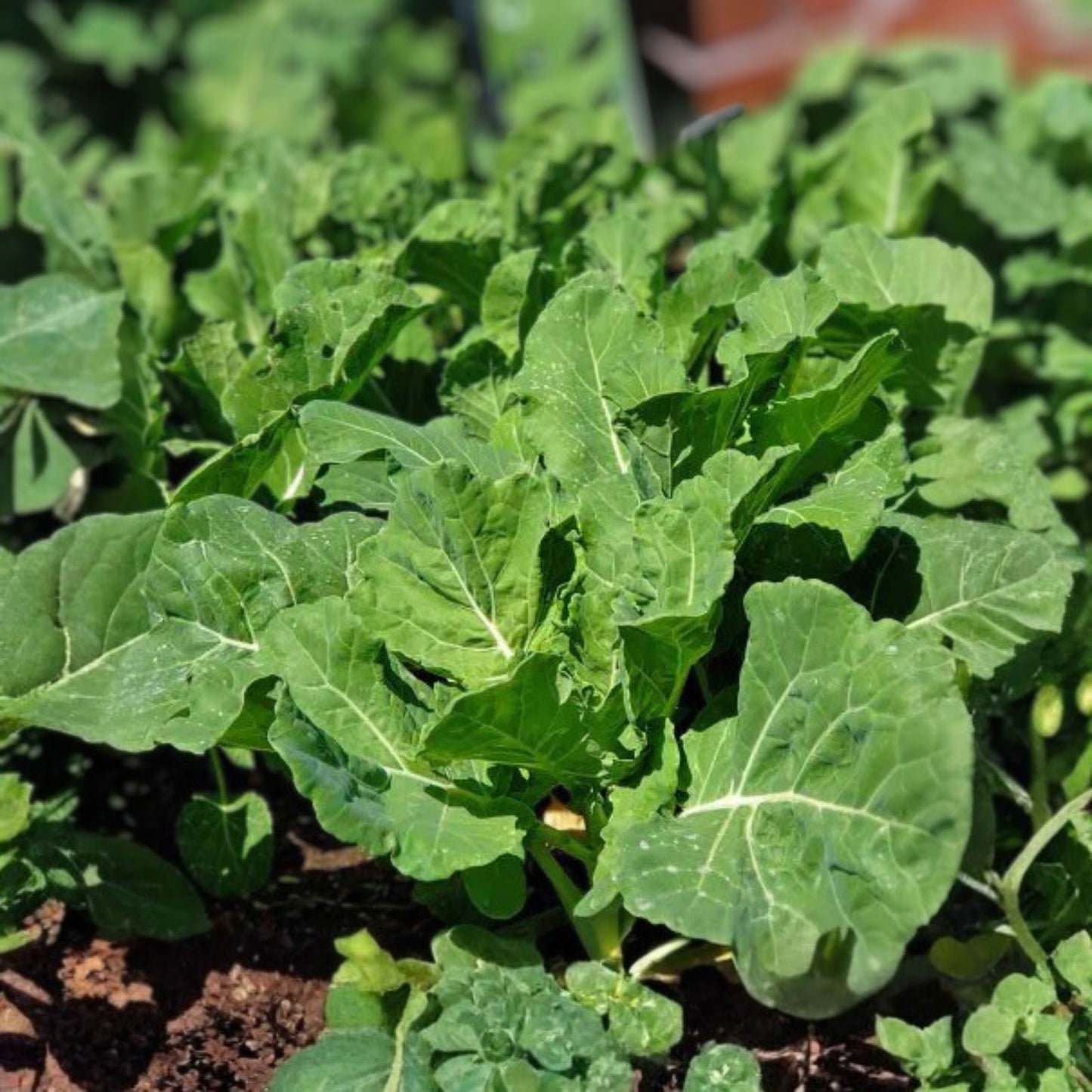 Collard Greens Seeds 500 Count Georgia Southern Heirloom Non-GMO Brassica oleracea Vegetable Seeds