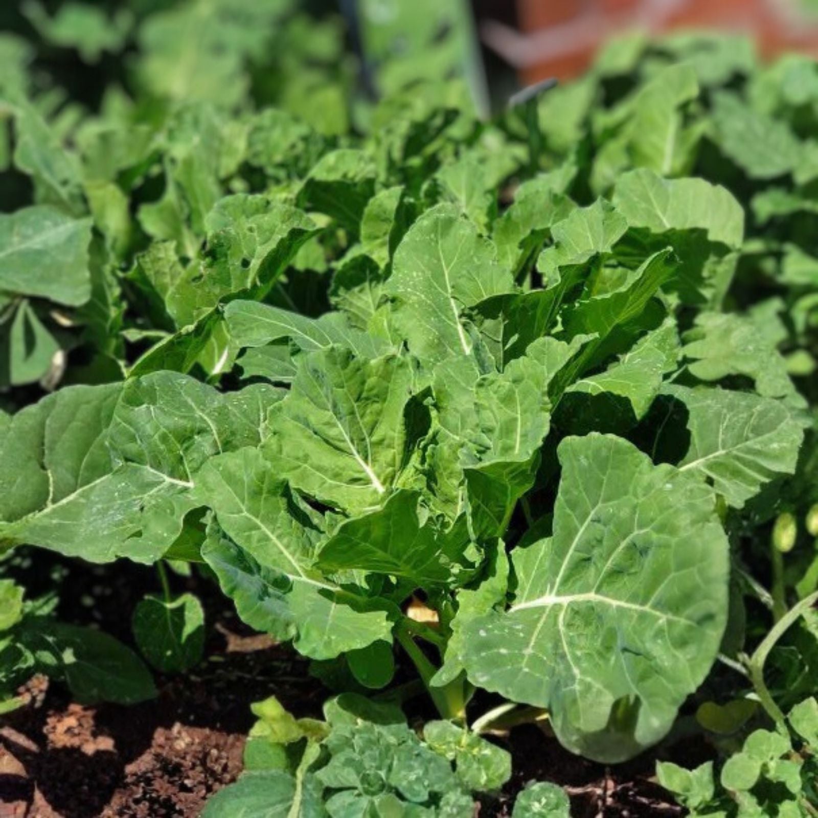 Collard Greens Seeds 500 Count Georgia Southern Heirloom Non-GMO Brassica oleracea Vegetable Seeds