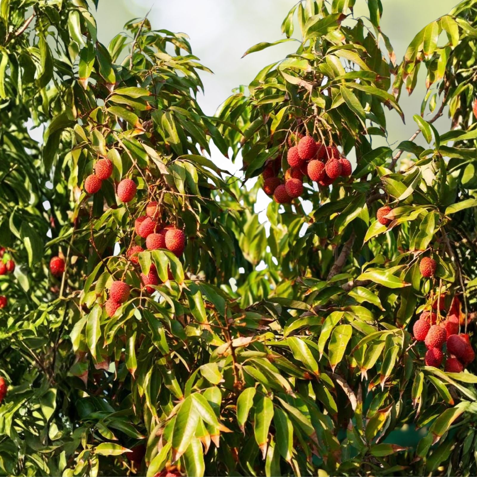 Sweetheart Lychee Tree 3 Gallon Airlayered Plant | Tropical Fruit Tree | Nephelium lappaceum for Home Garden