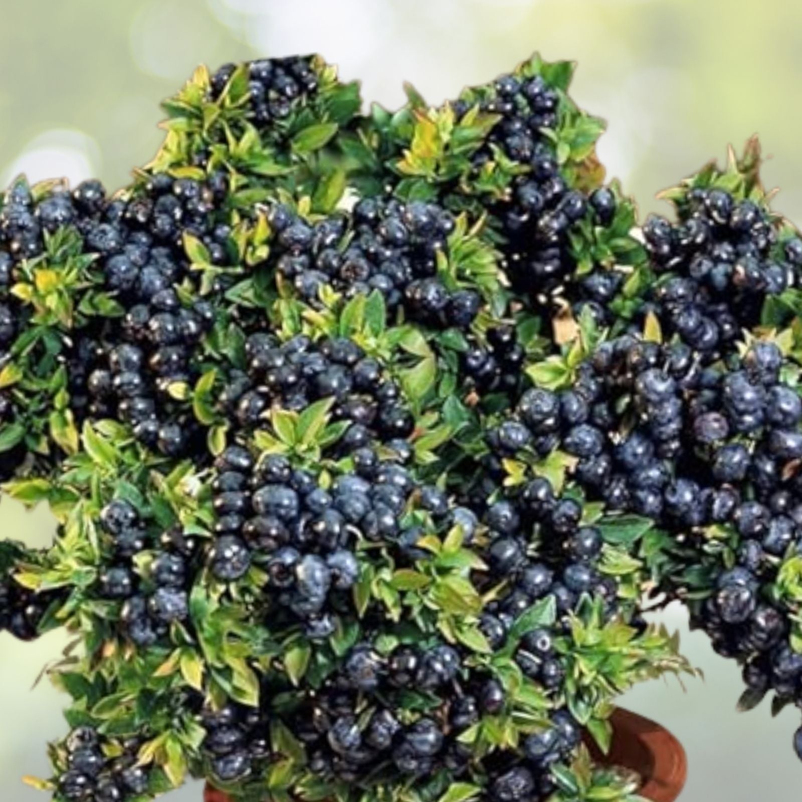 Black Gold Huckleberry Seeds - 30+ Vaccinium membranaceum - Native Berry Plant for Garden or Landscape