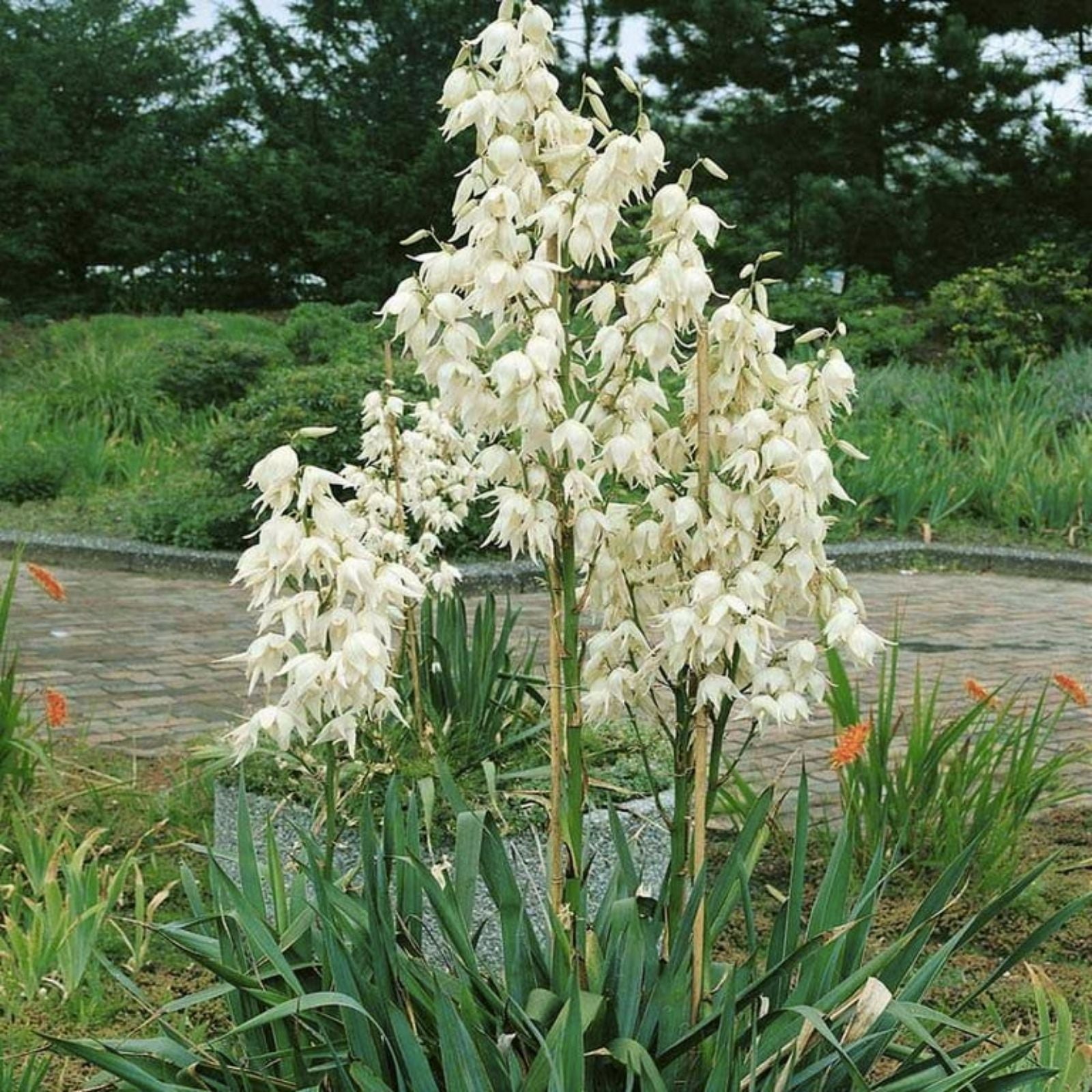Adam's Needle Yucca Seeds - 100 Organic Yucca filamentosa Seeds for Planting - USA Grown, Free Shipping