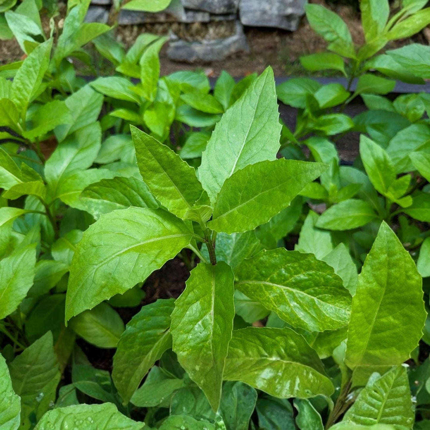 Longevity Spinach Cuttings - 10 Fresh Unrooted Gynura Procumbens for Home Gardening, Edible Leaf Plant, Indoor Herb Gardening