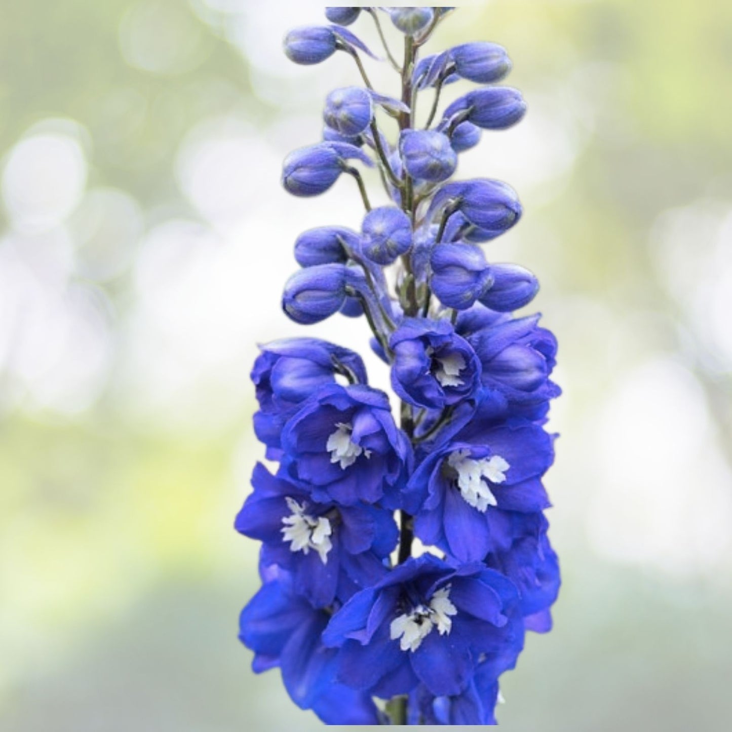 Pacific Giant Delphinium Seeds - King Arthur Variety, 25+ Seeds, Flowering Plant, Delphinium elatum - Free Shipping