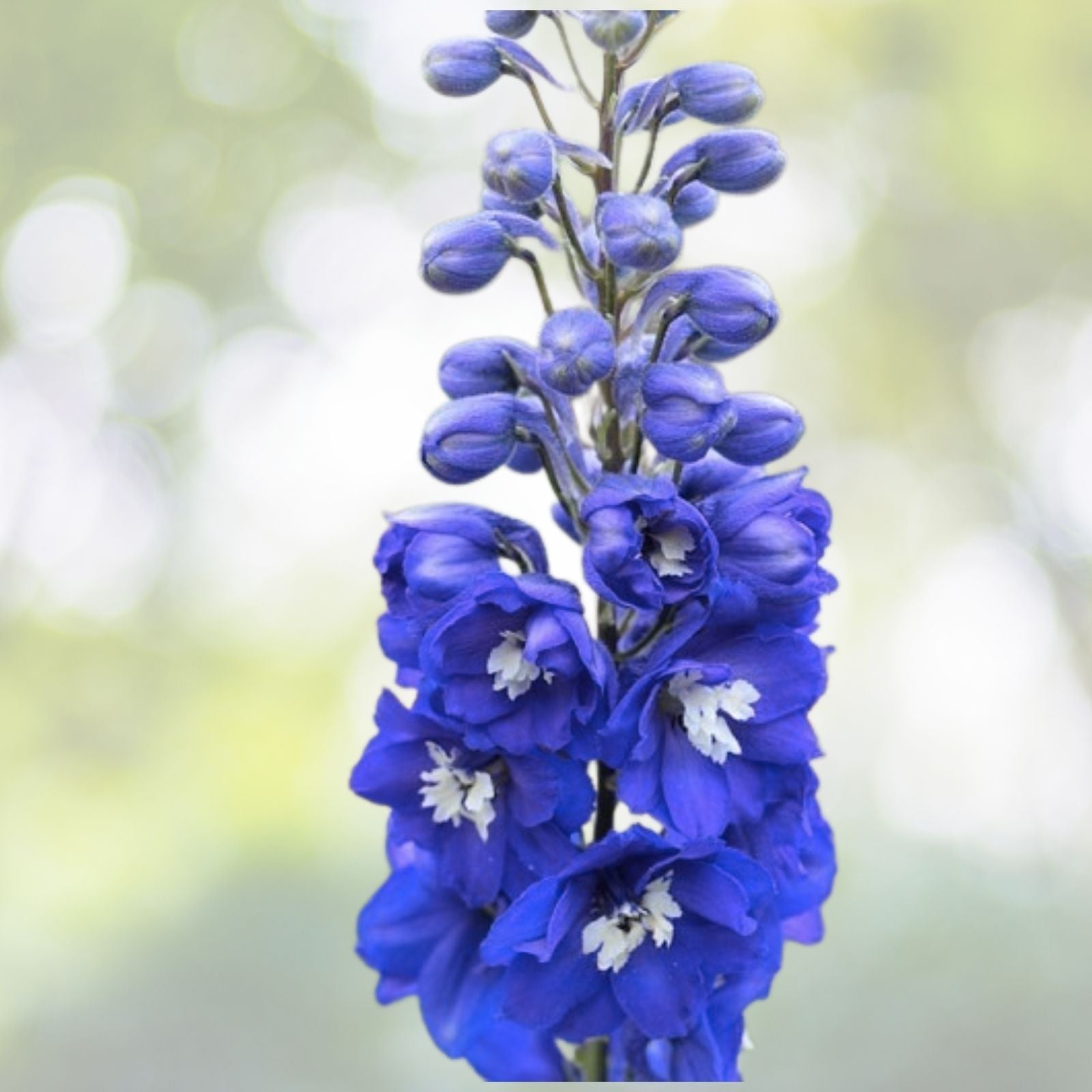 Pacific Giant Delphinium Seeds - King Arthur Variety, 25+ Seeds, Flowering Plant, Delphinium elatum - Free Shipping