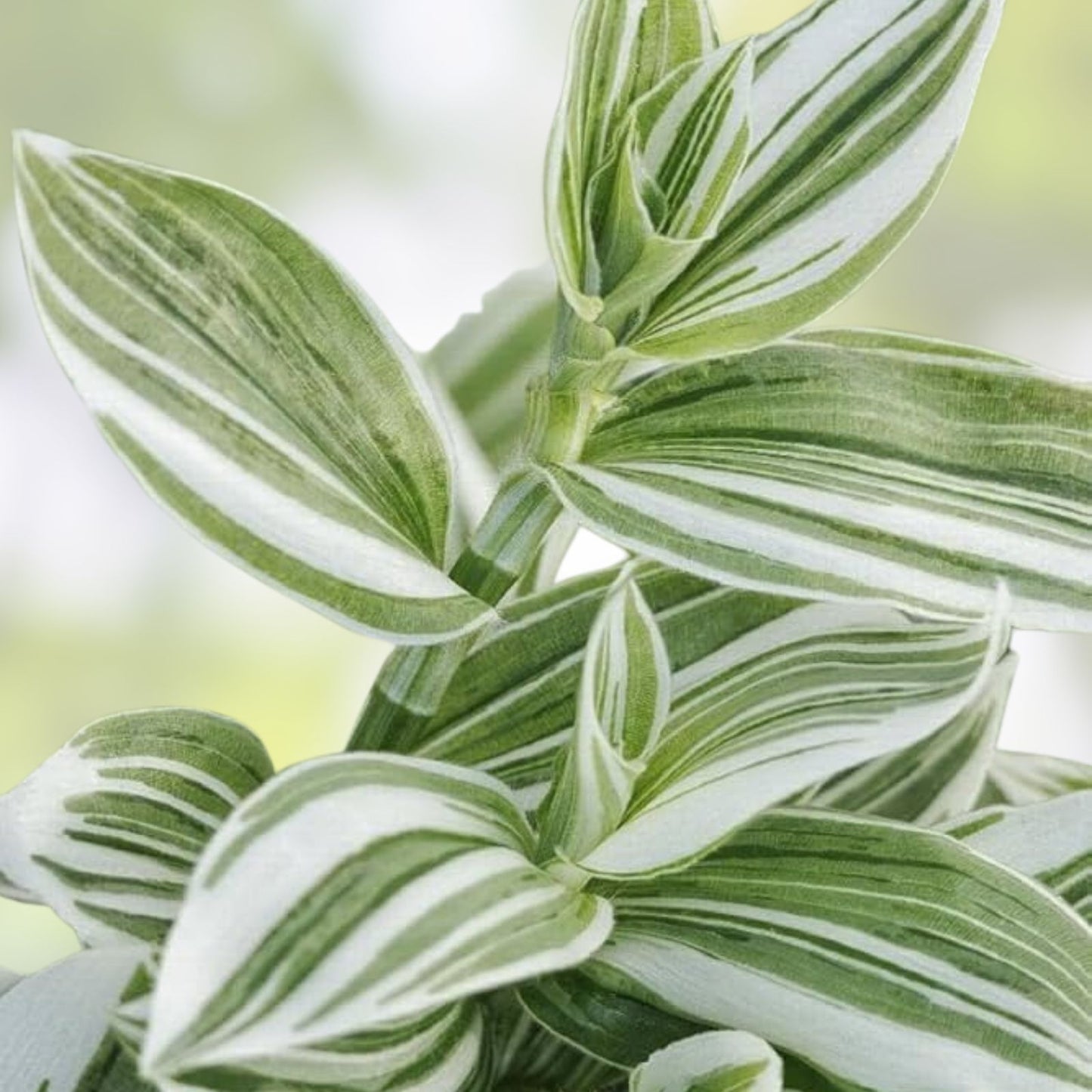 Wandering Jew Plant Cutting - Variegated White - Tradescantia Variegata - Rare Indoor Houseplant for Gardens