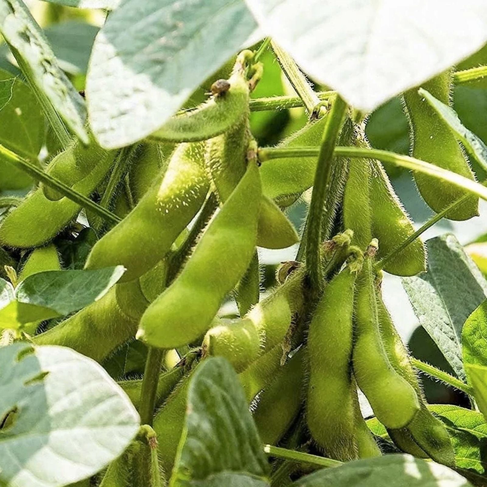 Black Soybean Seeds for Planting, Organic Non-GMO Edamame Variety, Glycine max, Heirloom, Vegetable Seeds