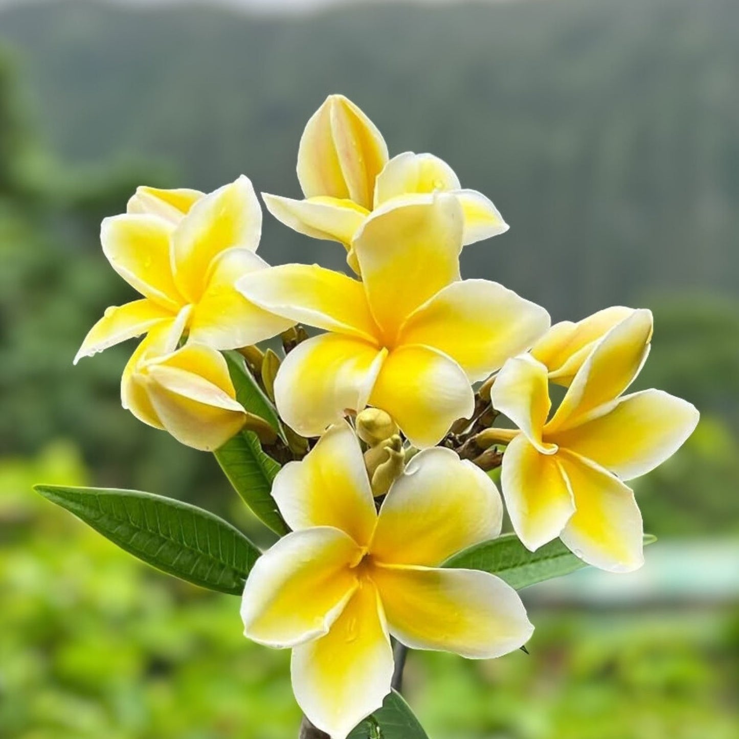 Plumeria Plants 2 Pack Hawaiian Temple Tree White Yellow Pink Frangipani (Plumeria spp.)