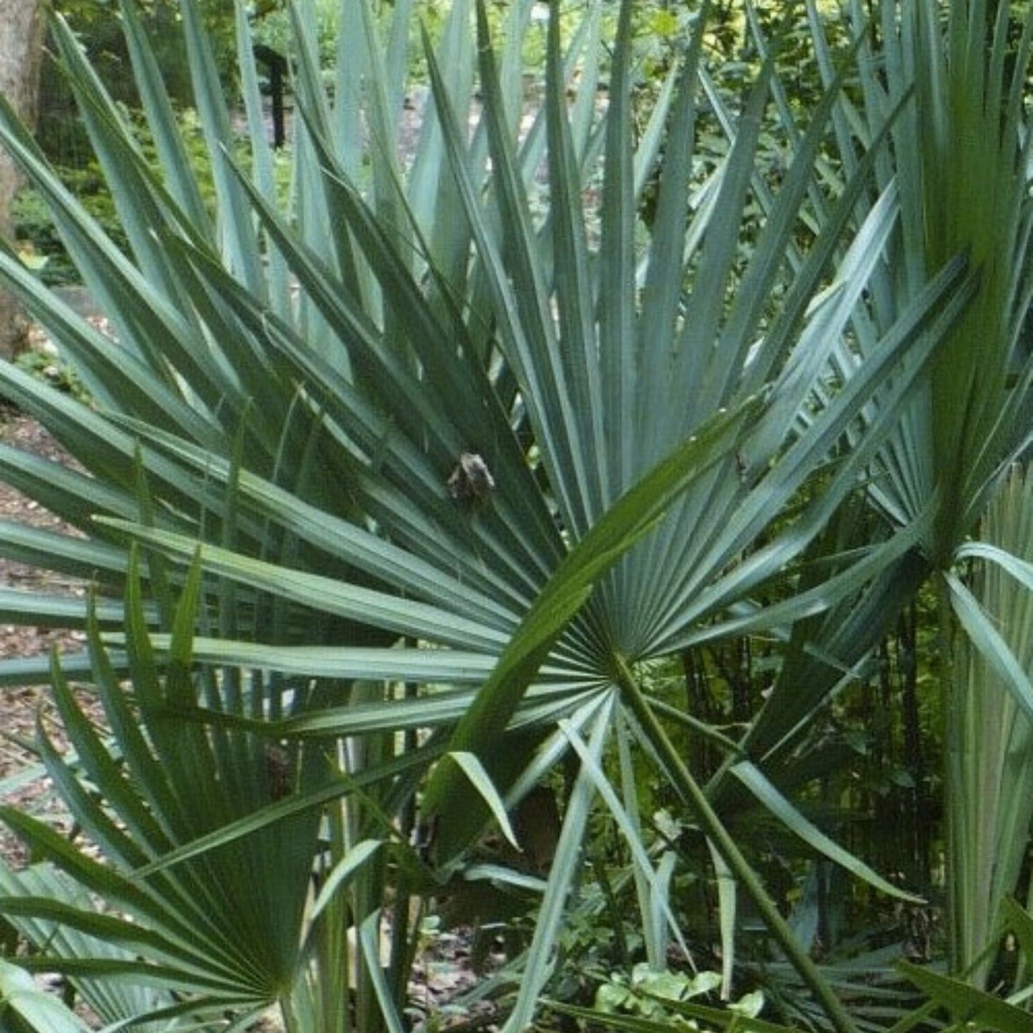 Palmetto Tree Seeds 10 Pack Sabal Palmetto Gardening Seeds for Landscaping and Planting