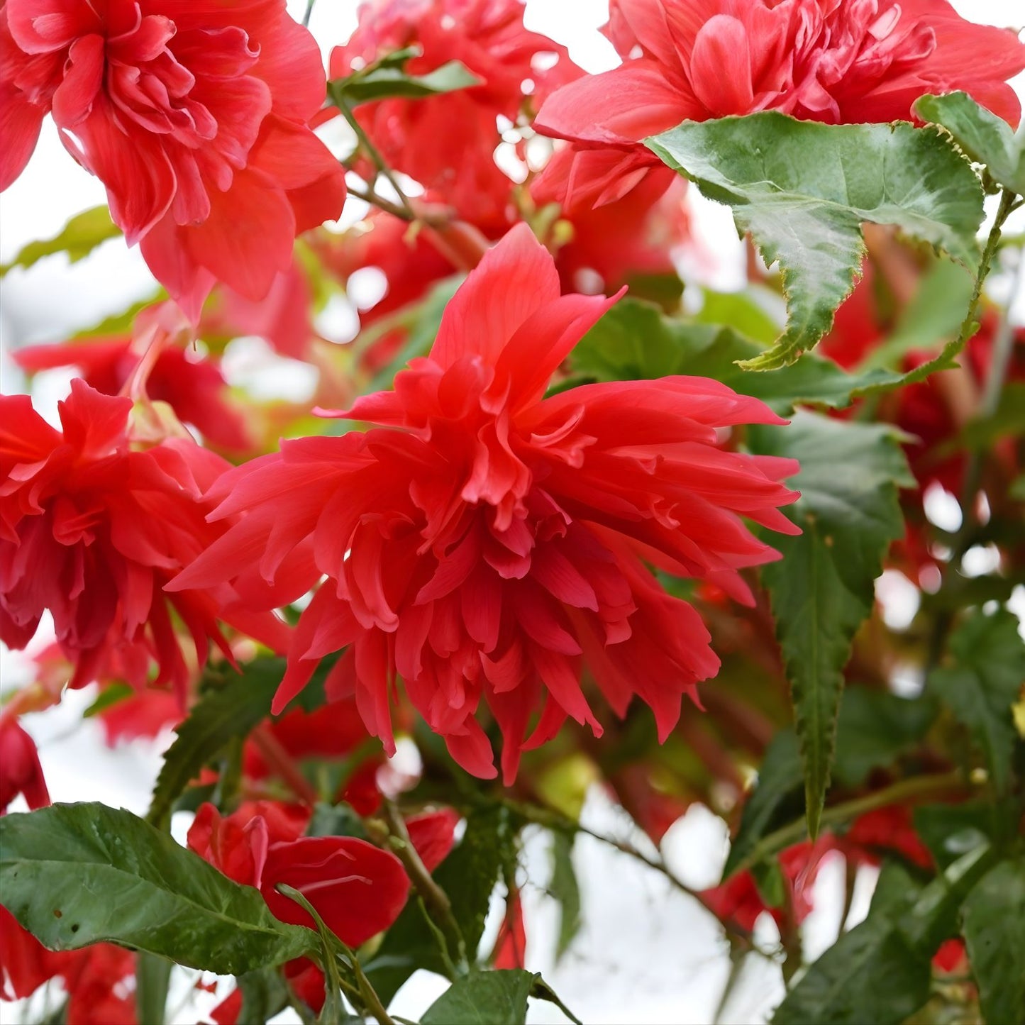 Begonia Seeds 1000 Count - Glory Hot Tip Red - Tuberhybrida Flower Seeds for Garden, Patio, Container Planting