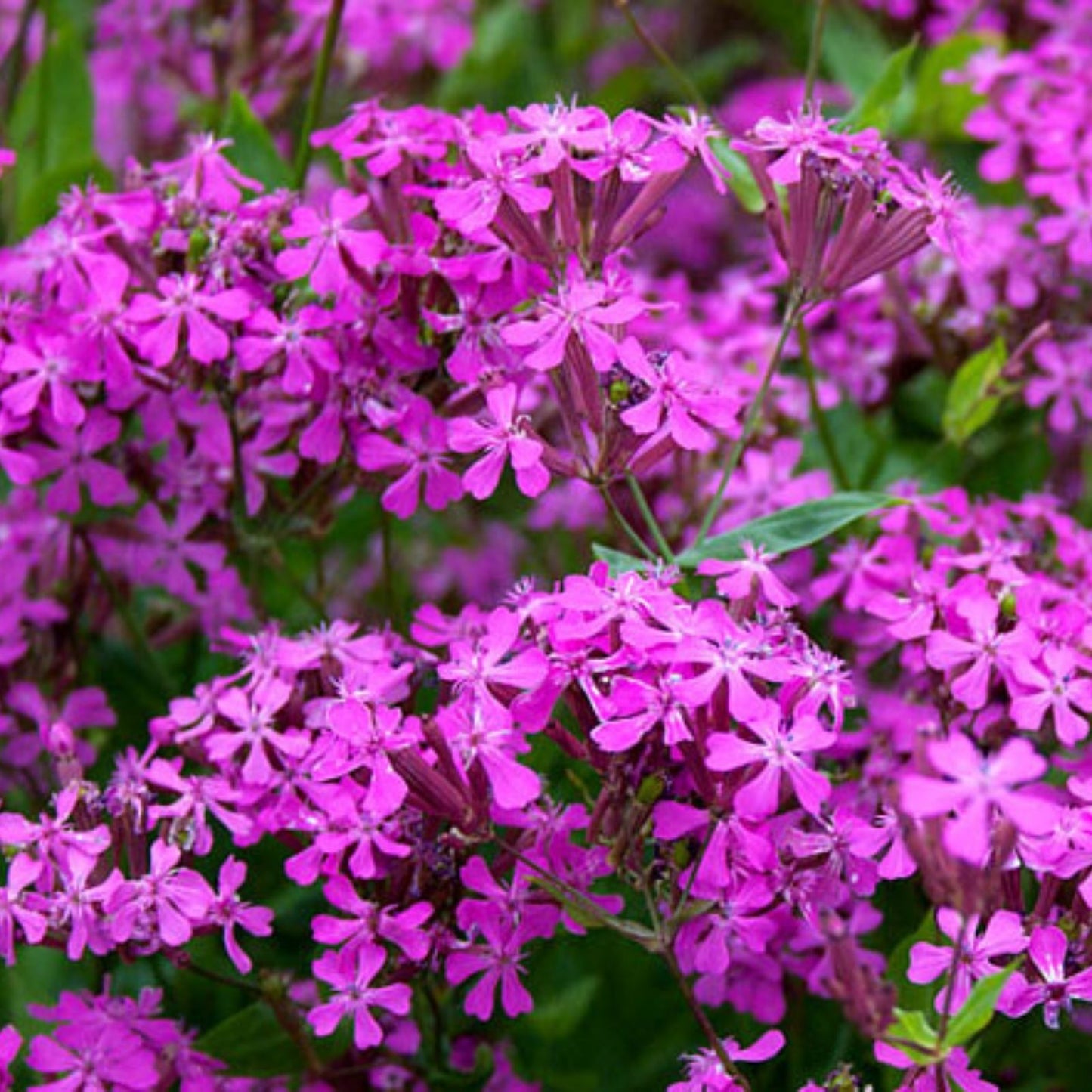 Catchfly Flower Seeds 200+ Crimson Rose Blooms Silene Armeria Perennial Garden Seeds