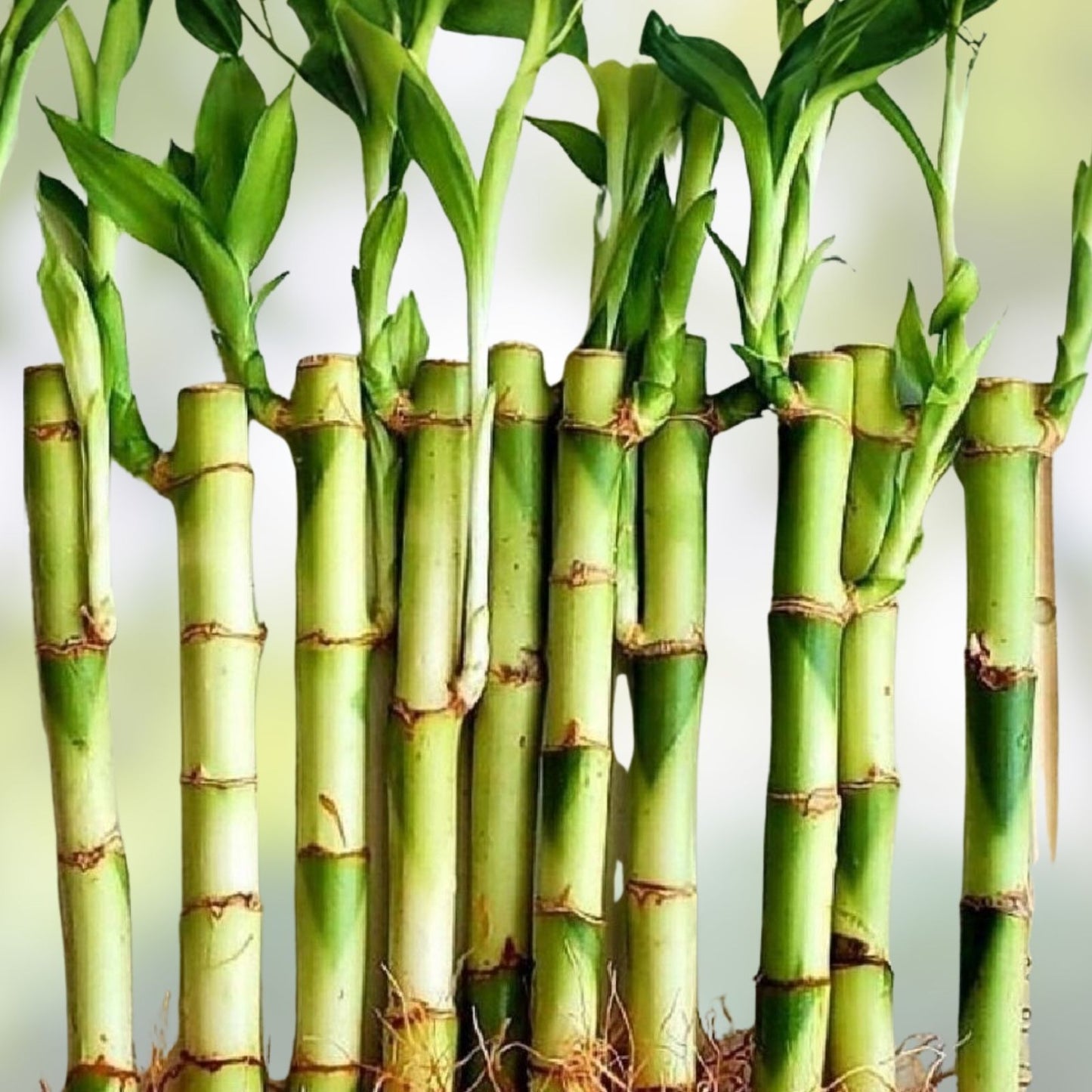 Lucky Bamboo Plants 6 Inches 10 Pack with Free Gold Wire Indoor Feng Shui Dracaena sanderiana