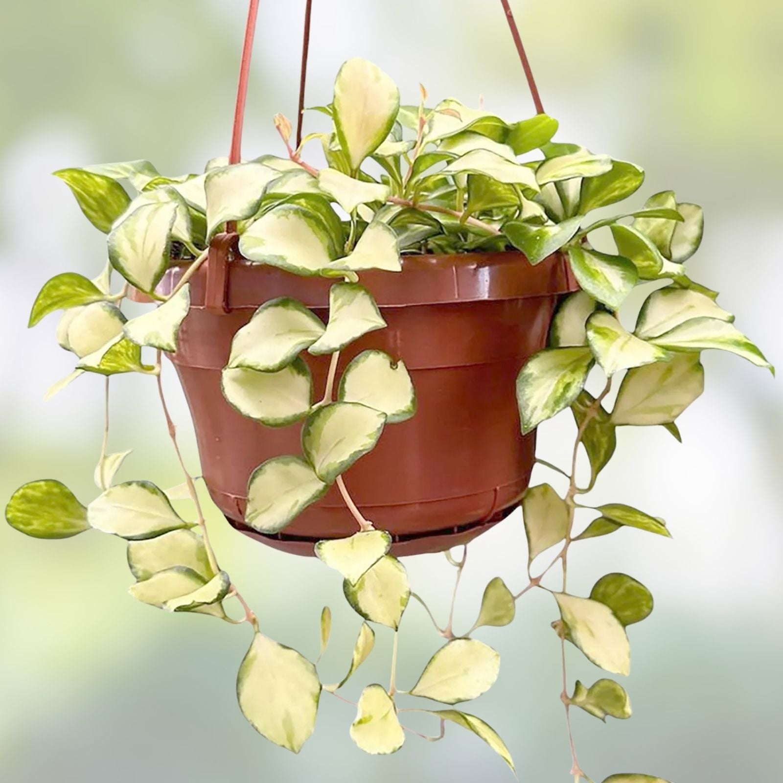 Hoya Heuschkeliana Cutting - Live Trailing Houseplant - Indoor Tropical Vine - Easy Care Plant - Hoya Plant