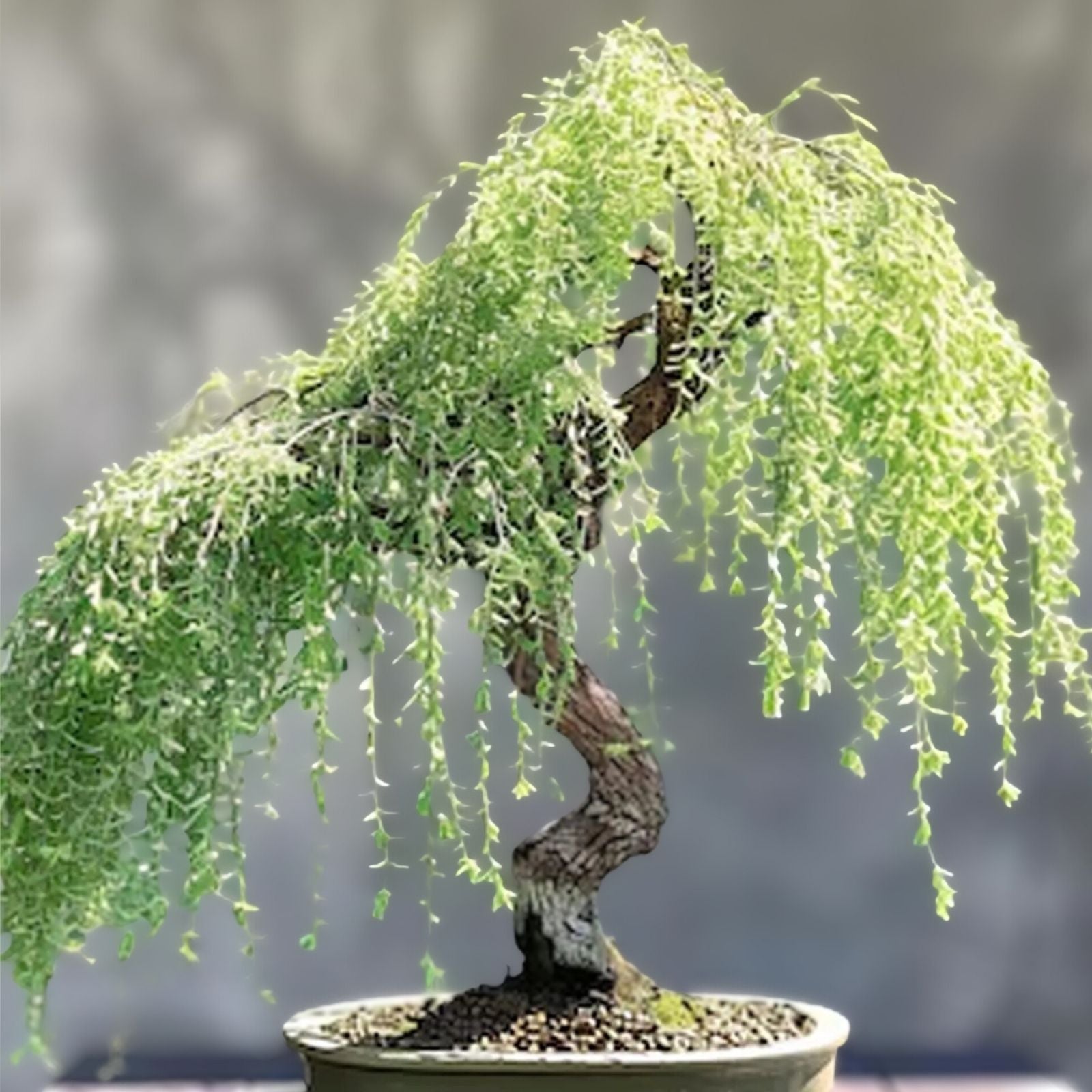 Chinese Weeping Willow Bonsai Cutting - Fast Growing Willow - Salix babylonica - Live Plant for Gardening and Landscaping