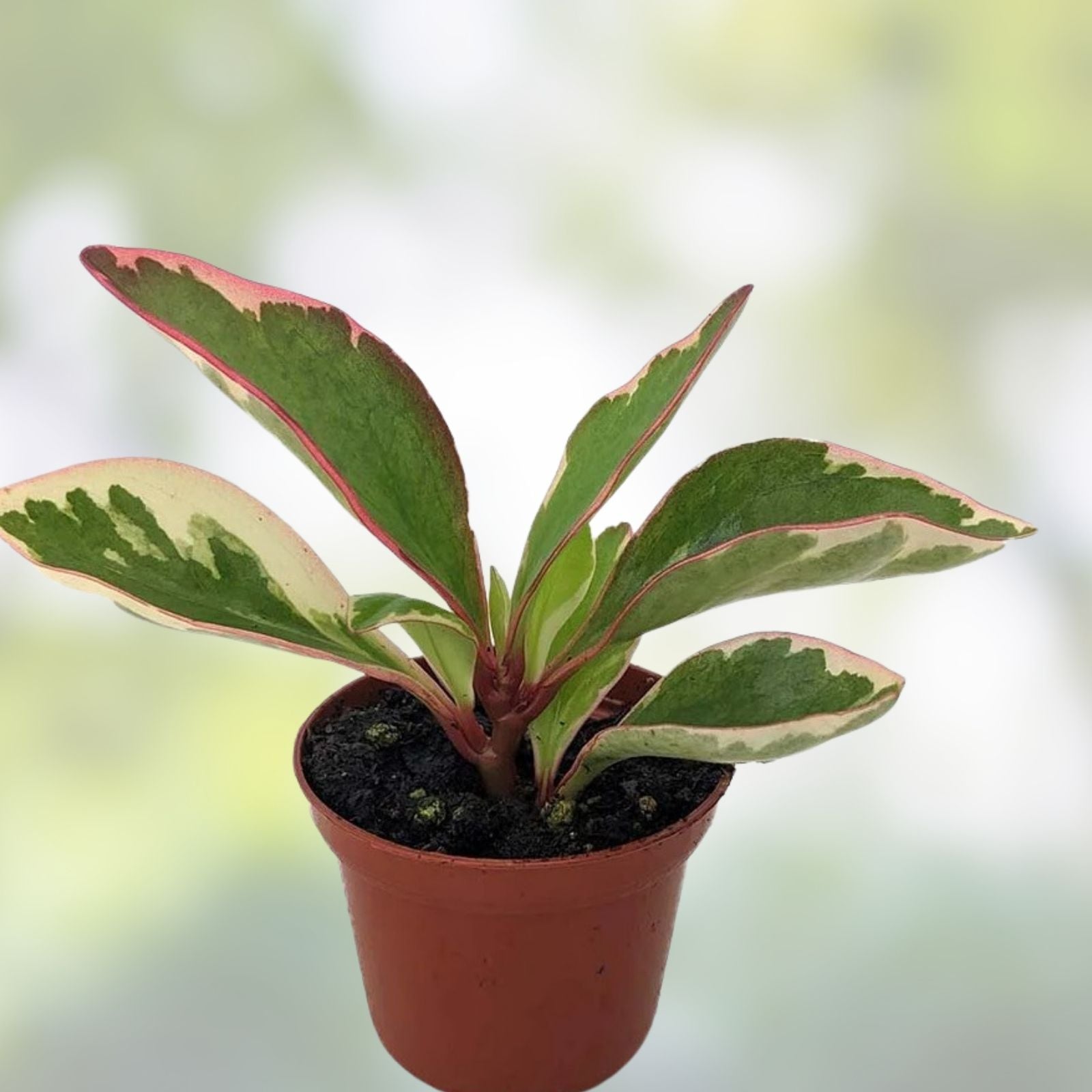 Succulent Plant - 3-5" Peperomia Clusiifolia Tricolor - Live Houseplant - Red Variegated Jelly Peperomia