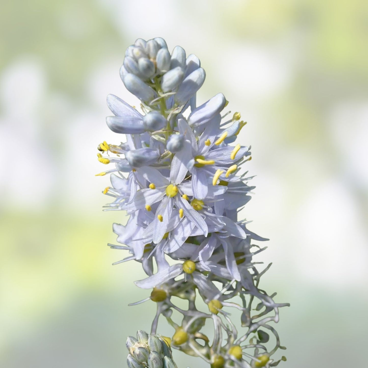 Wild Hyacinth Seeds 50 Count - Blue Flowering Camassia scilloides Native Perennial Bulbs for Planting