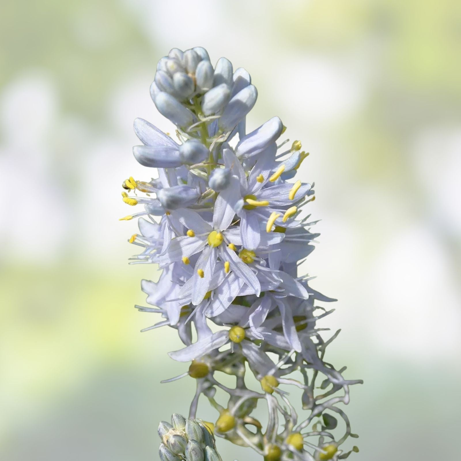 Wild Hyacinth Seeds 50 Count - Blue Flowering Camassia scilloides Native Perennial Bulbs for Planting
