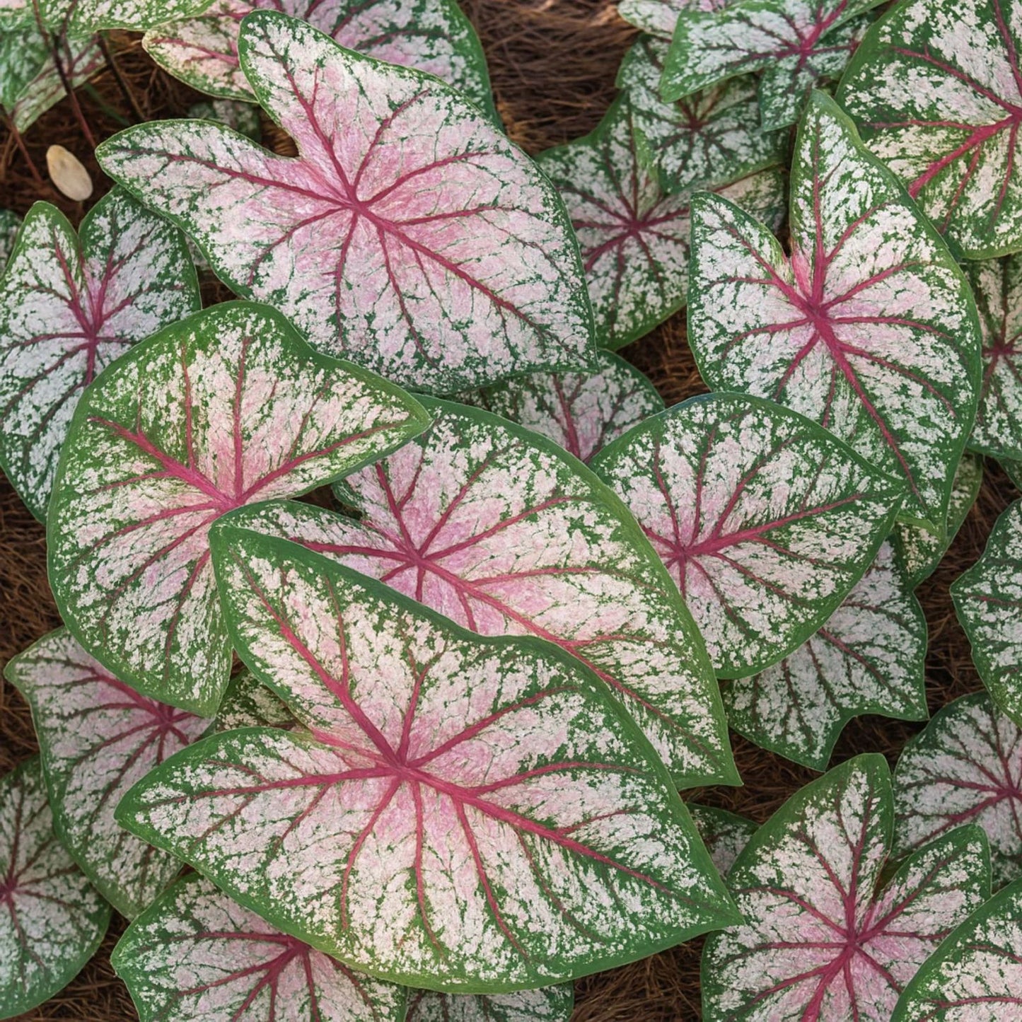 Galaxy Caladium Bulbs – Colorful Tropical Foliage Plant – Caladium bicolor – Live Plant, Indoor, Garden, Shade Planting Bulbs