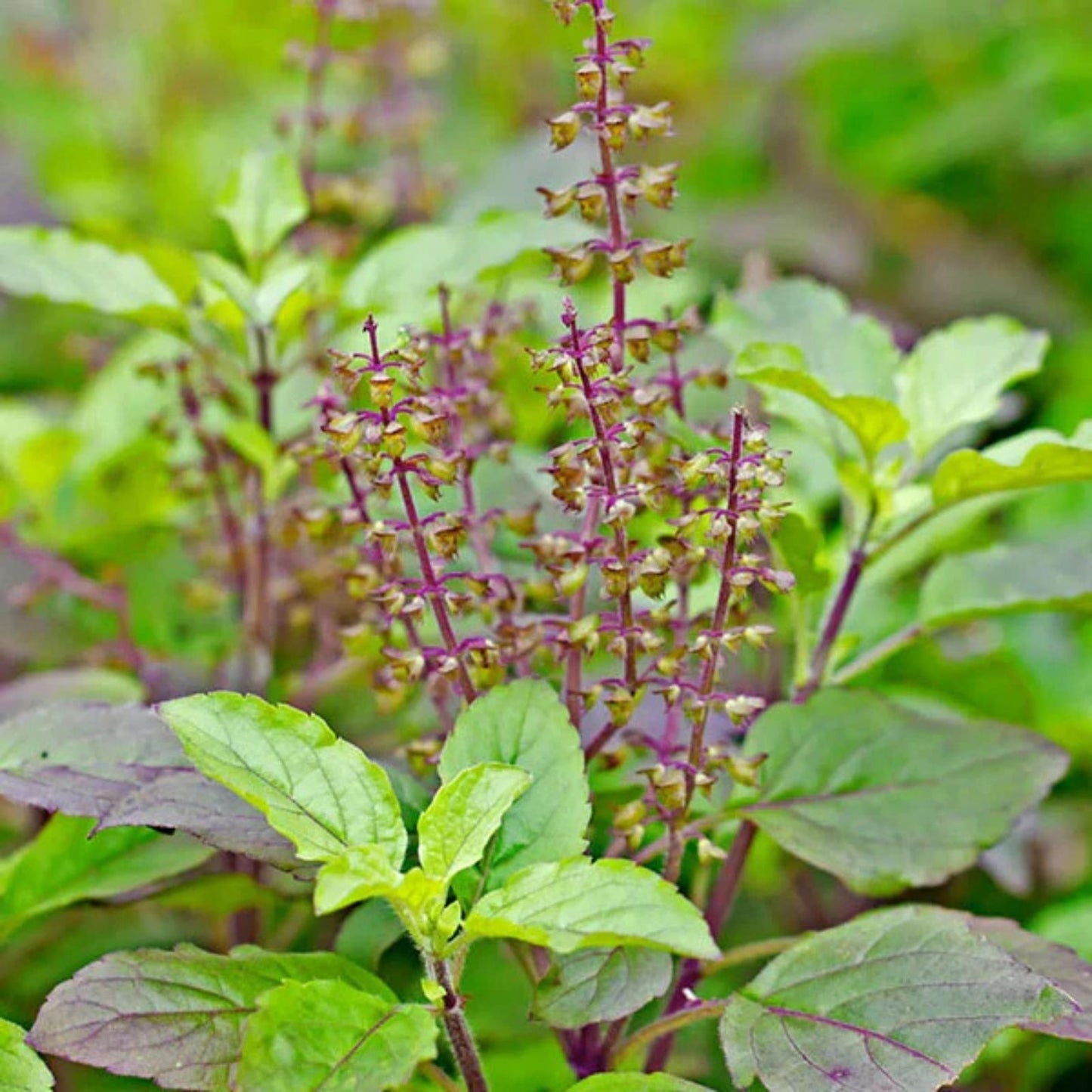 Licorice Basil Seeds 200 Count Non-GMO Herb Seeds for Cooking and Gardening Ocimum basilicum