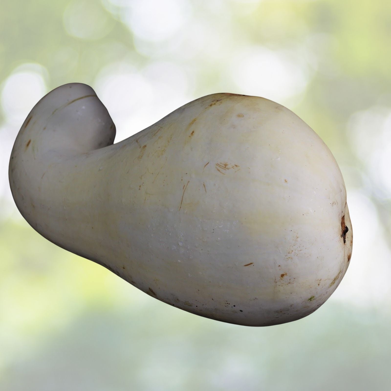 White Cushaw Gourd Seeds | 20 Rare White Squash Seeds | Cucurbita argyrosperma