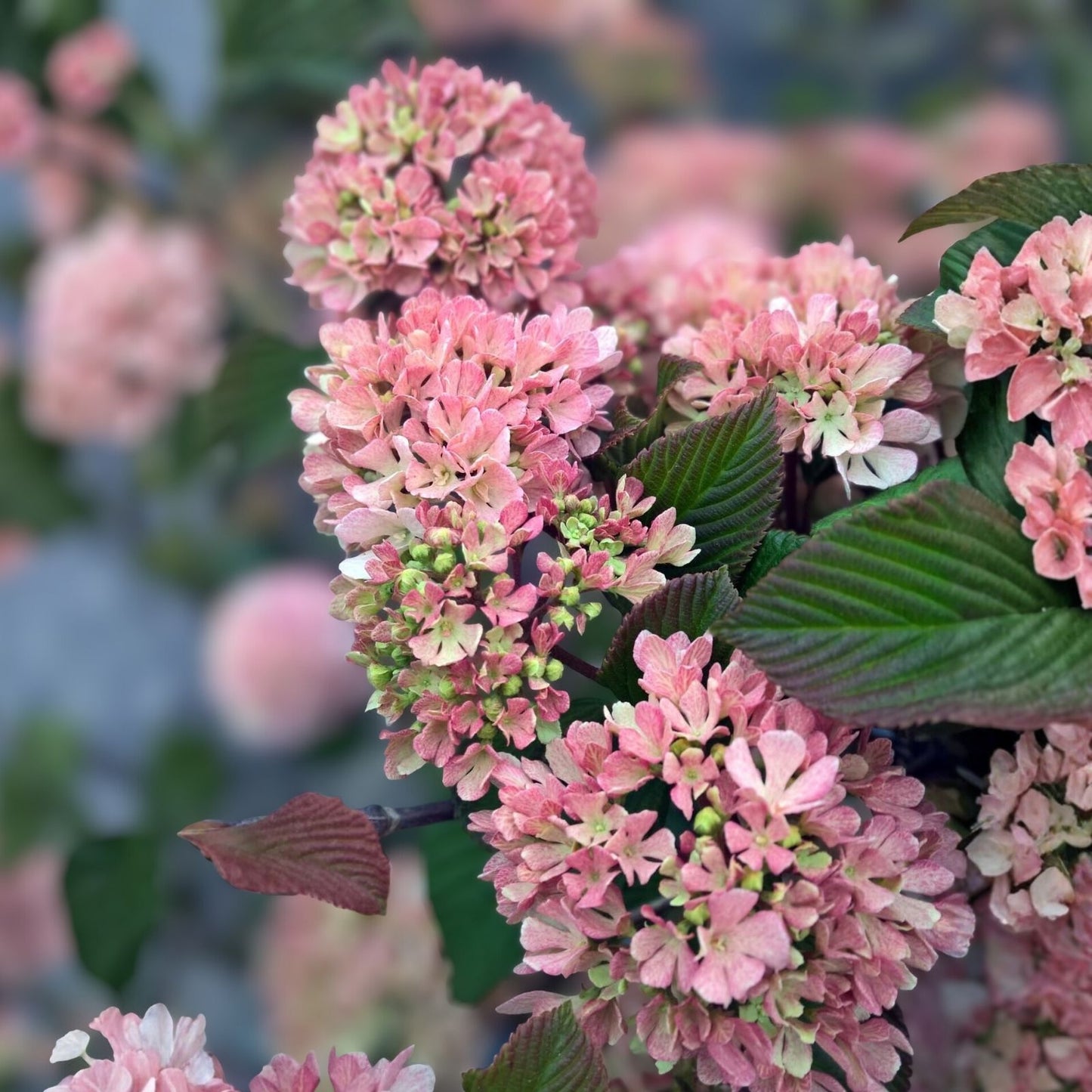 Kern's Pink Viburnum Plant - 12-16 in - Pink Snowball Flowers - Viburnum plicatum f. plicatum 'Pink' - Zones 5-8