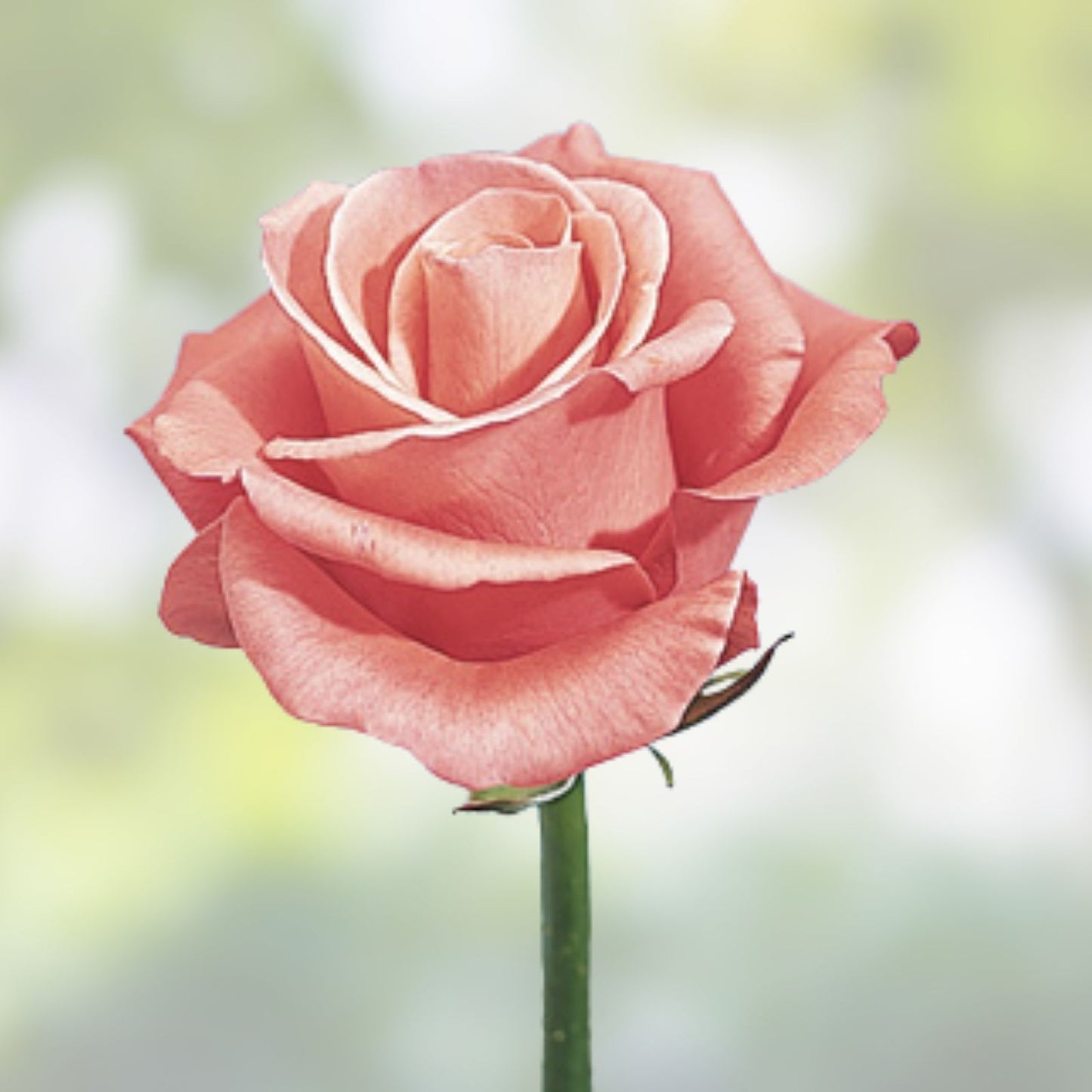 Rose Unrooted Cuttings Pack – 4 Fresh 5-8" Long Rosa spp. for Planting, Garden, and Propagation