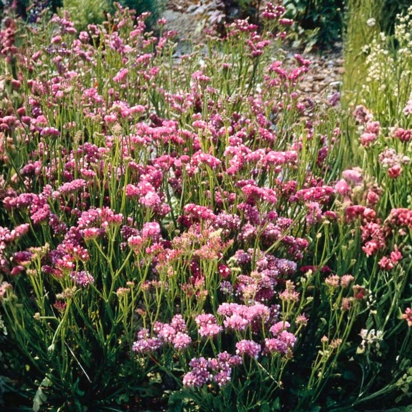 Statice Seeds 85 Count Passion Pink Flower Non-GMO Limonium sinuatum Garden Plant Seeds