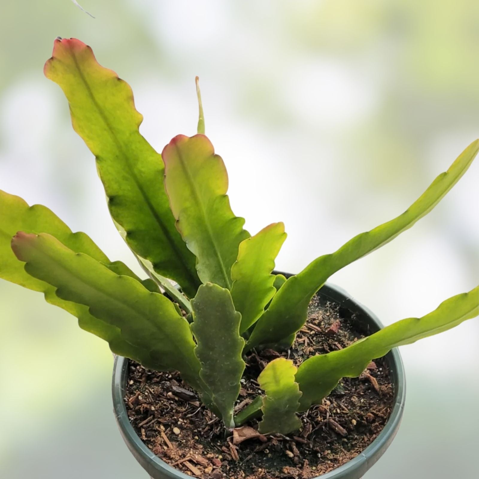 Epiphyllum Orchid Cactus Sedona Sunset Cutting, Succulent Plant, Epiphyllum spp. | Live Indoor or Outdoor Plant