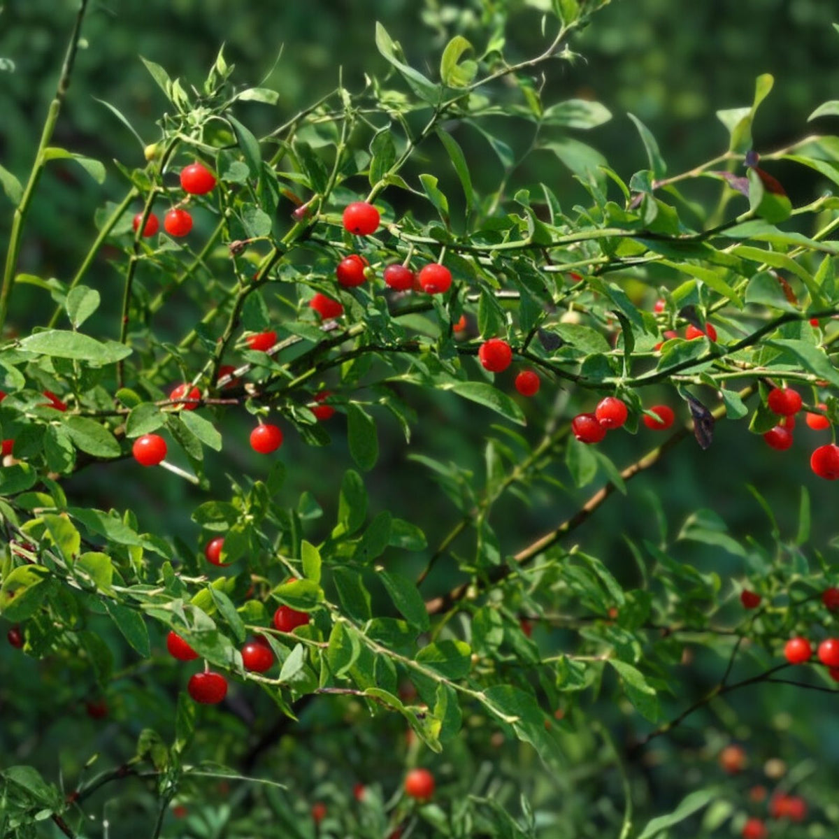 Emberberry Huckleberry Seeds 125/300/500 Count Non-GMO Vaccinium parvifolium Flower Seeds