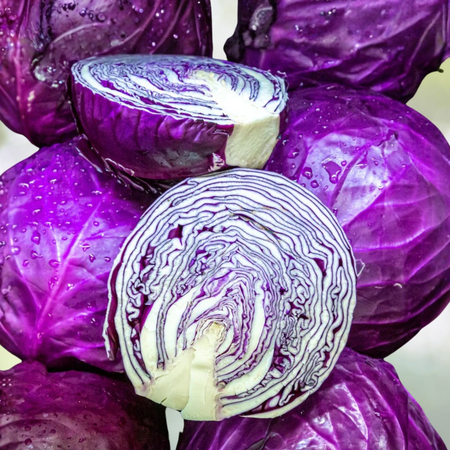 Red Acre Heirloom Cabbage Seeds, 100 Non-GMO Brassica oleracea, Organic Vegetable Seeds for Gardening