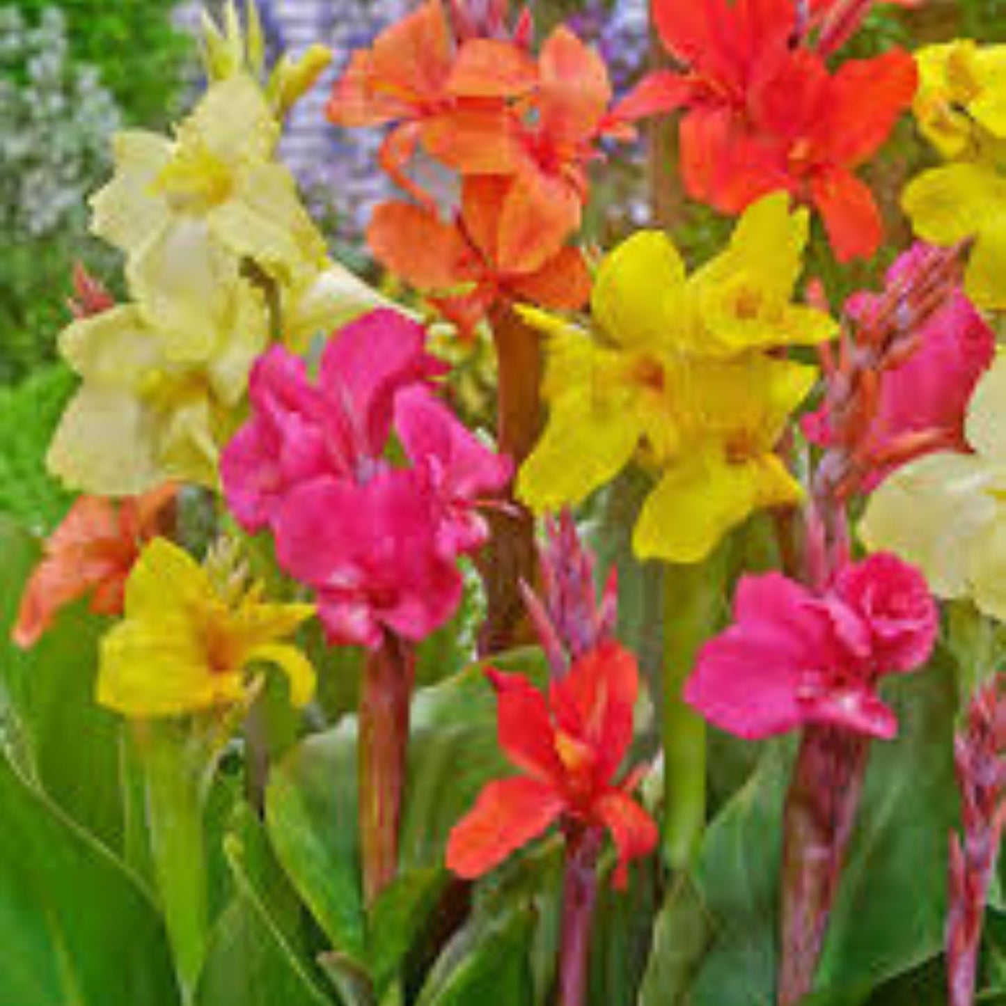 Canna Lily Bulbs Mixed Colors Tropical Flowering Plants Canna indica Garden Bulbs