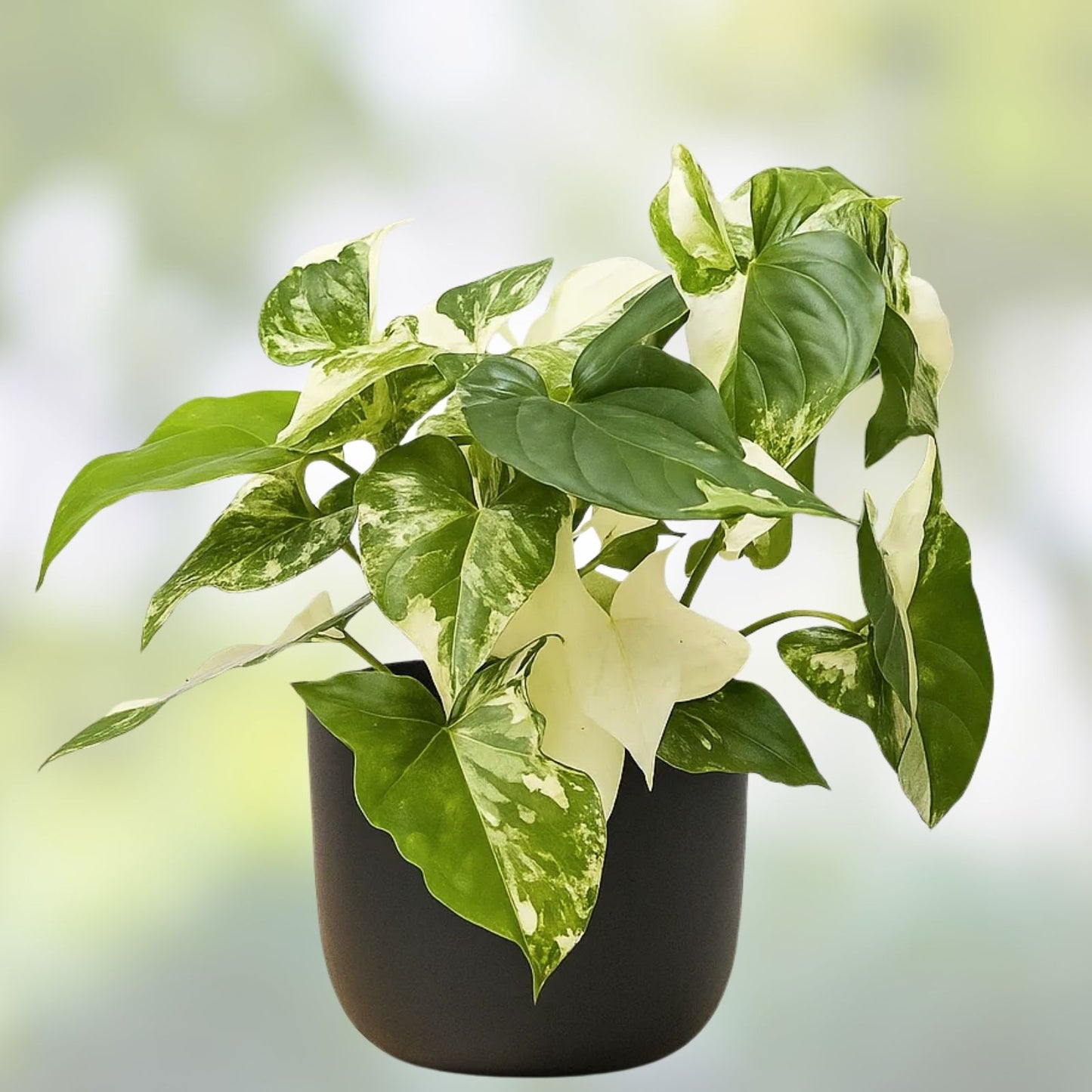Variegated Syngonium Cutting - Albo Podophyllum - Indoor Houseplant - Tropical Plant for Home Decor