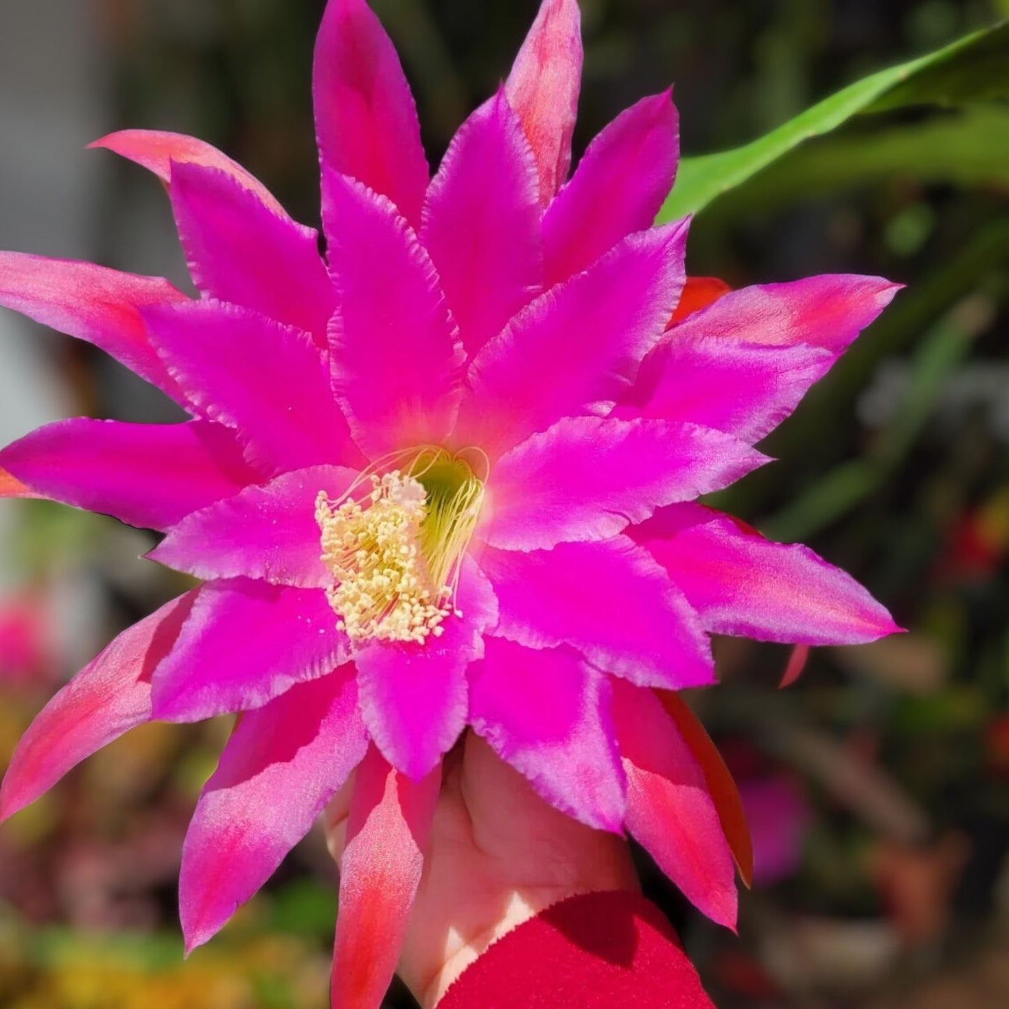 Epiphyllum Chanteuse Unrooted Cuttings 8-10 Inches Orchid Cactus Epiphyllum