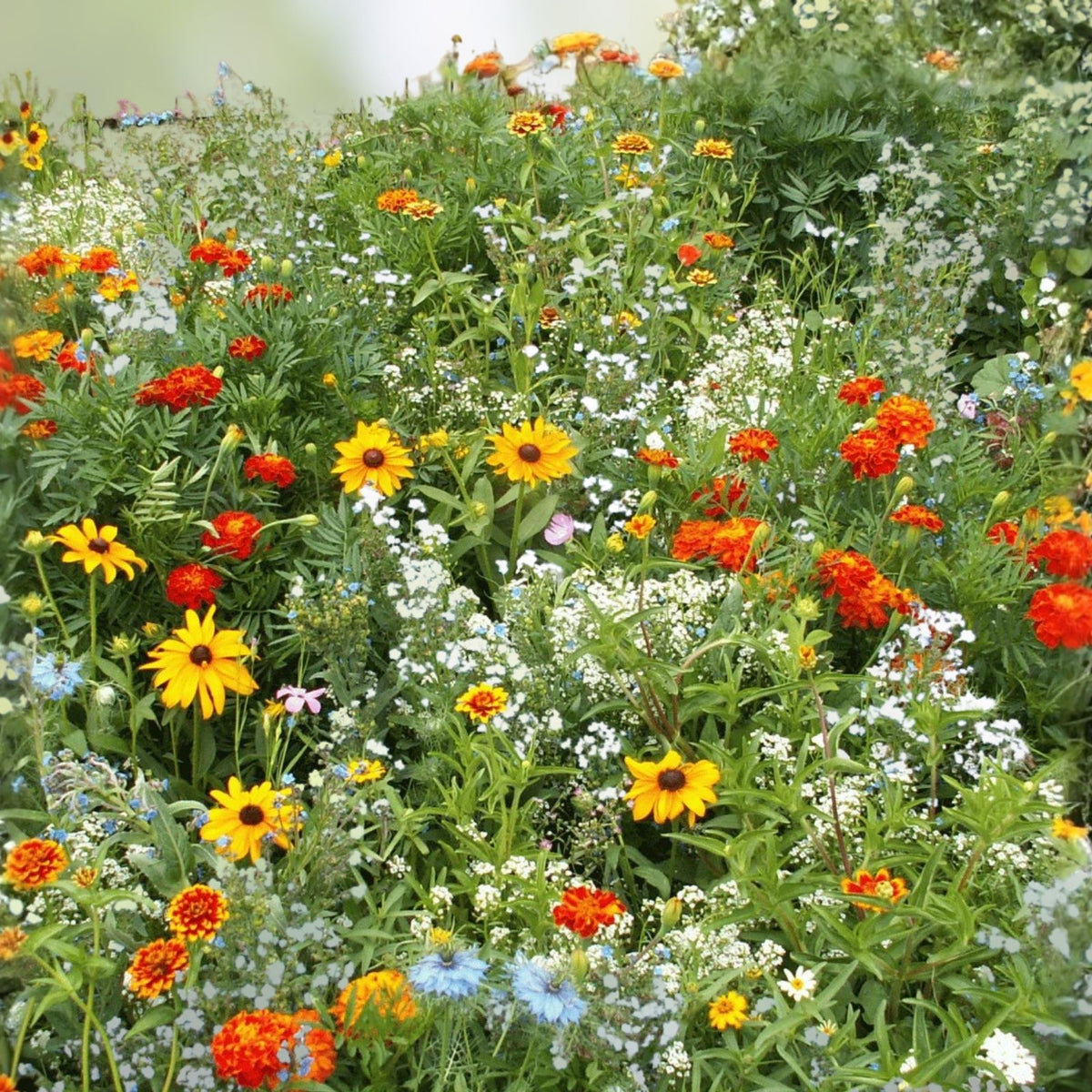 Wildflower Seed Mix 6 oz for Colorful Gardens & Borders – Various Species, Native & Perennial Flowers